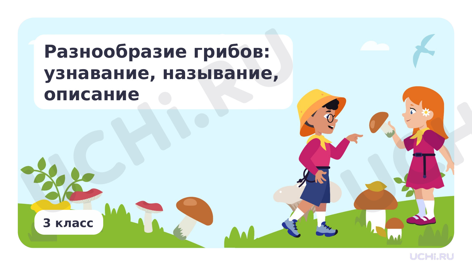 Предпросмотр материала Разнообразие грибов: узнавание, называние, описание