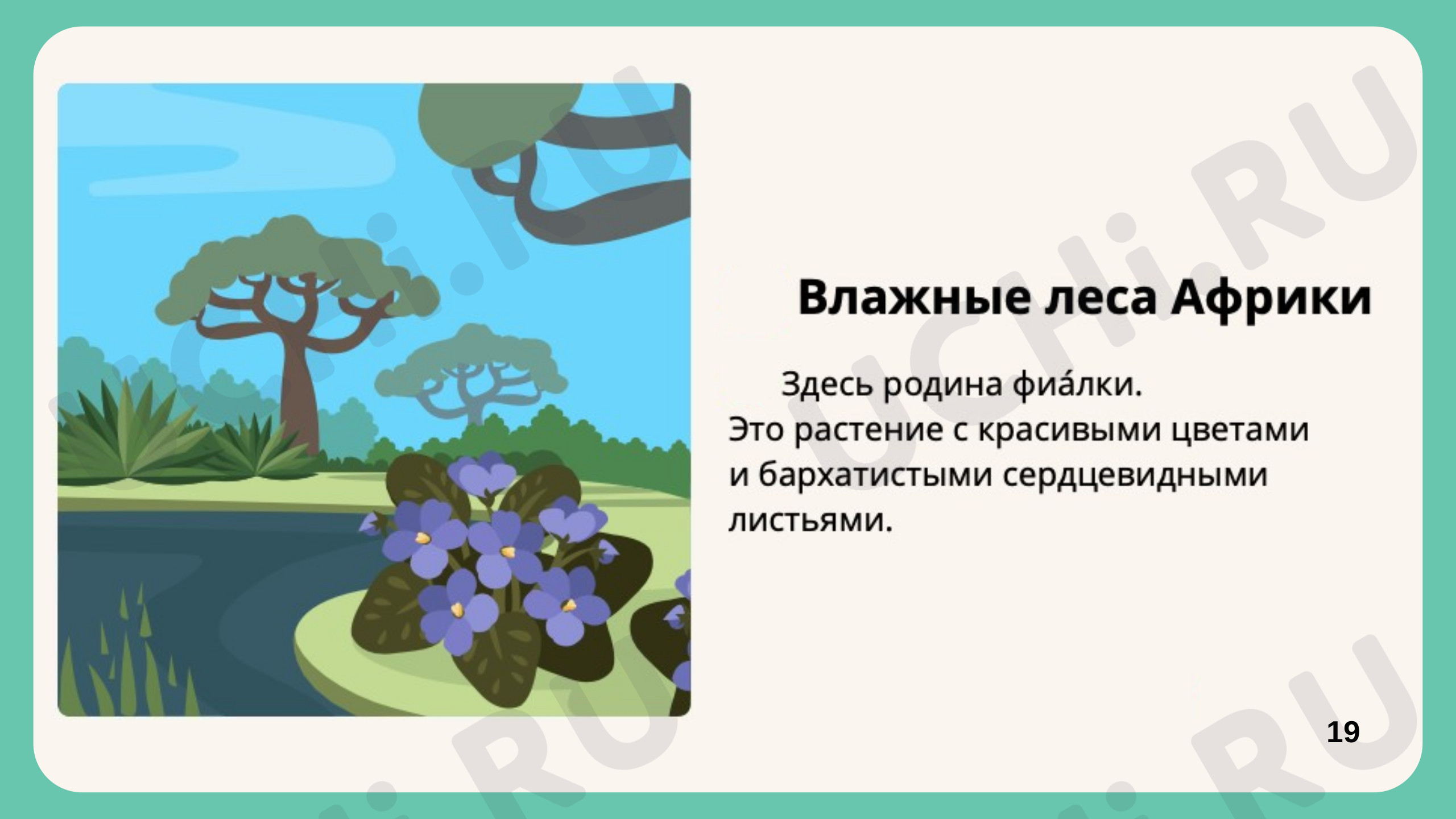 Комнатные растения, презентация. Окружающий мир 1 класс: Комнатные растения  | Учи.ру