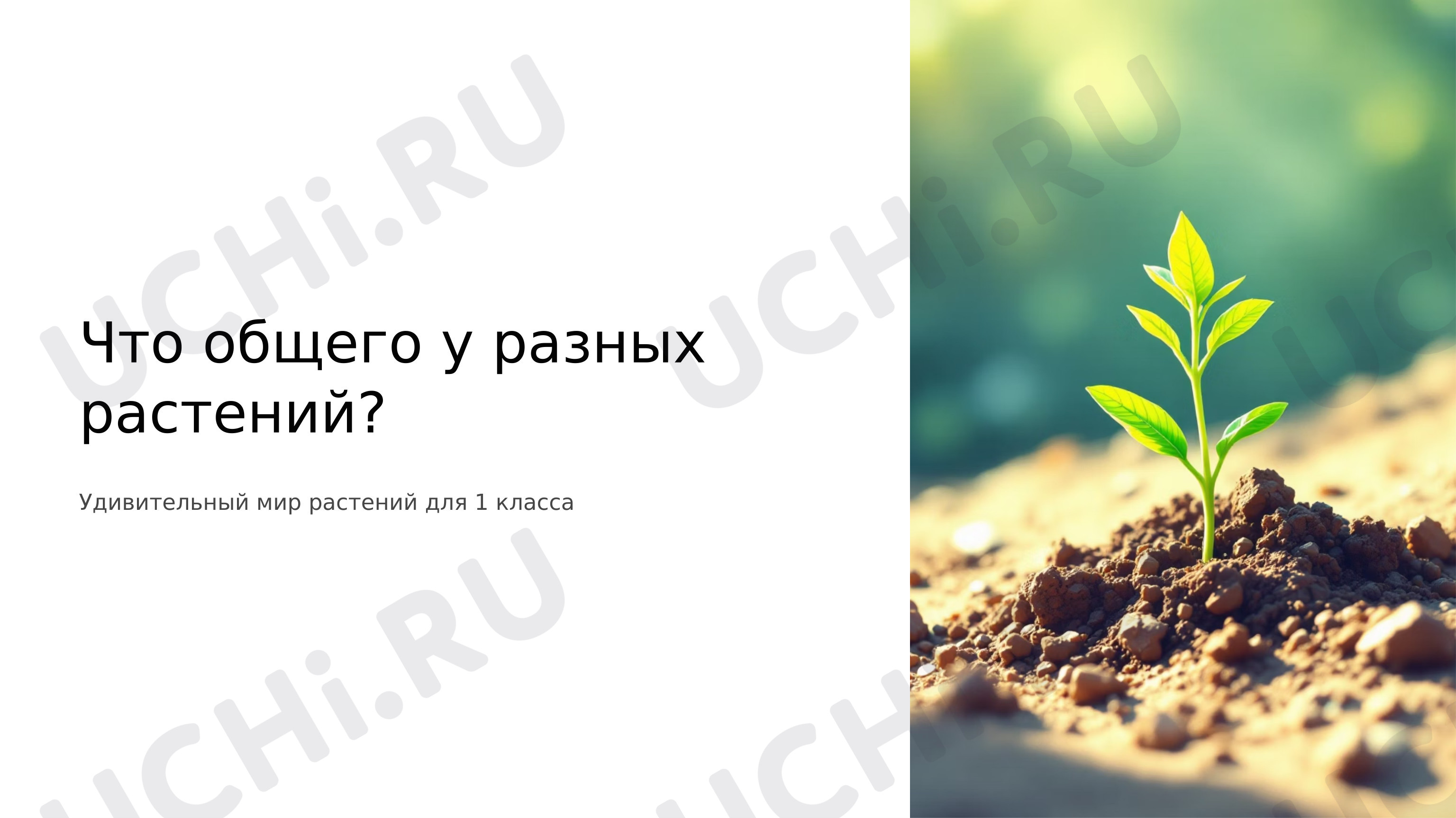 Предпросмотр материала Презентация к уроку окружающего мира на тему: Что общего у разных растений.
