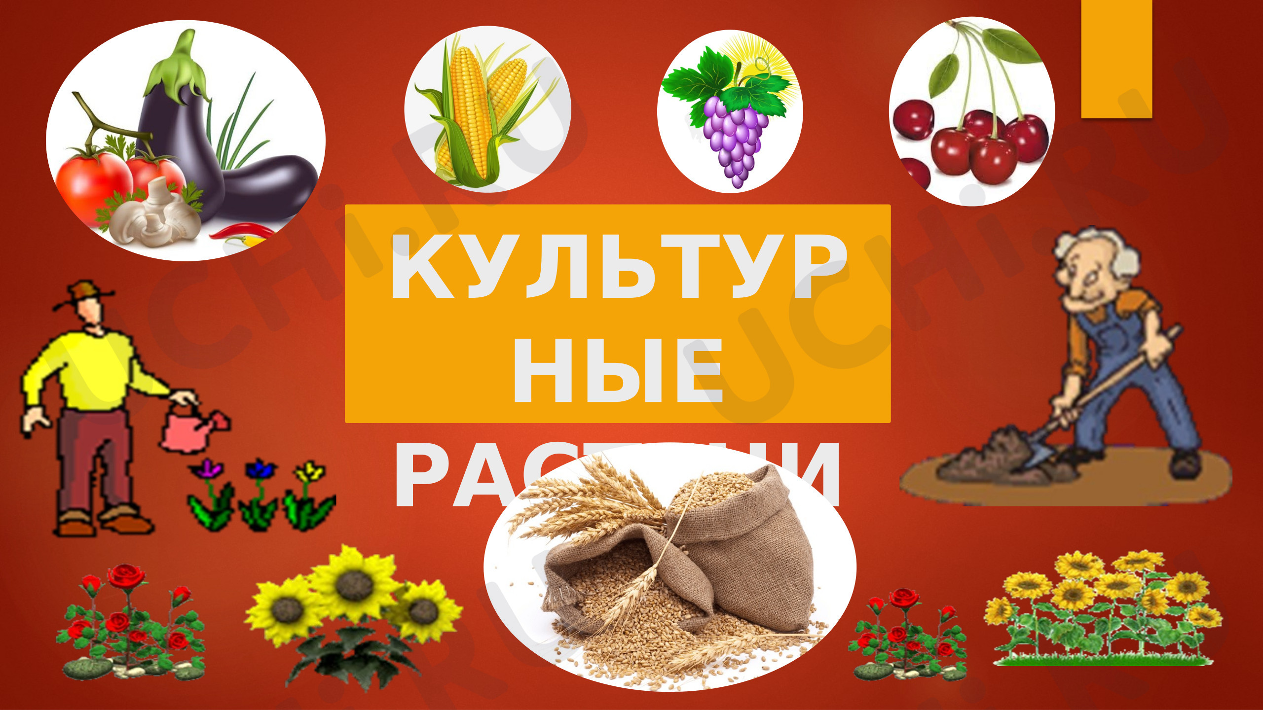 Предпросмотр материала Презентация к уроку окружающего мира. Культурные растения
