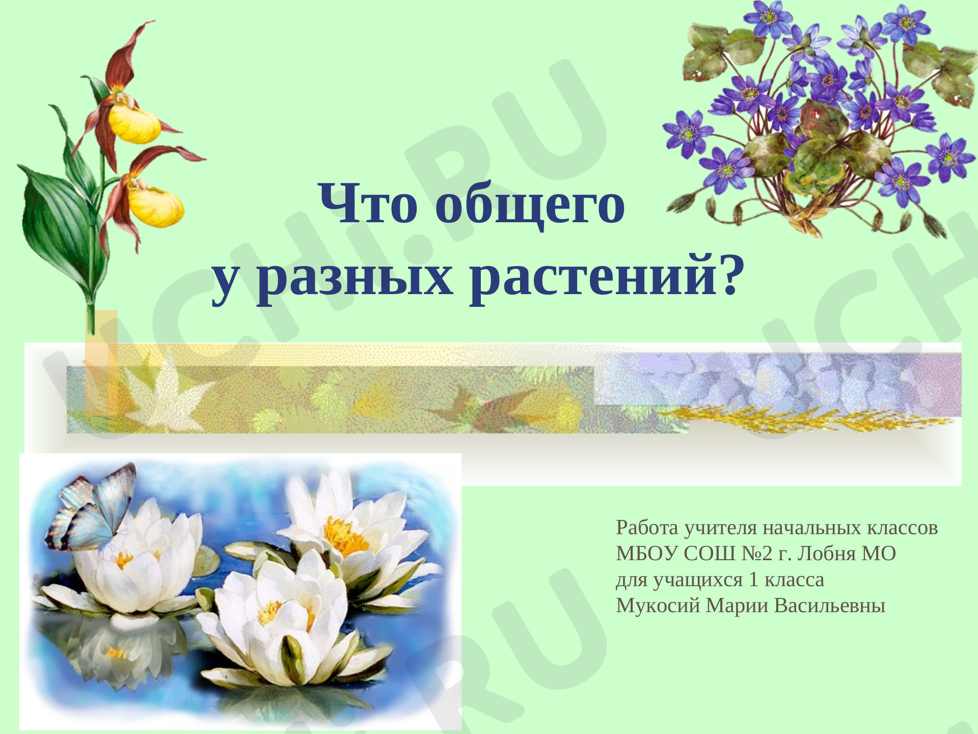 Предпросмотр материала Что общего у растений