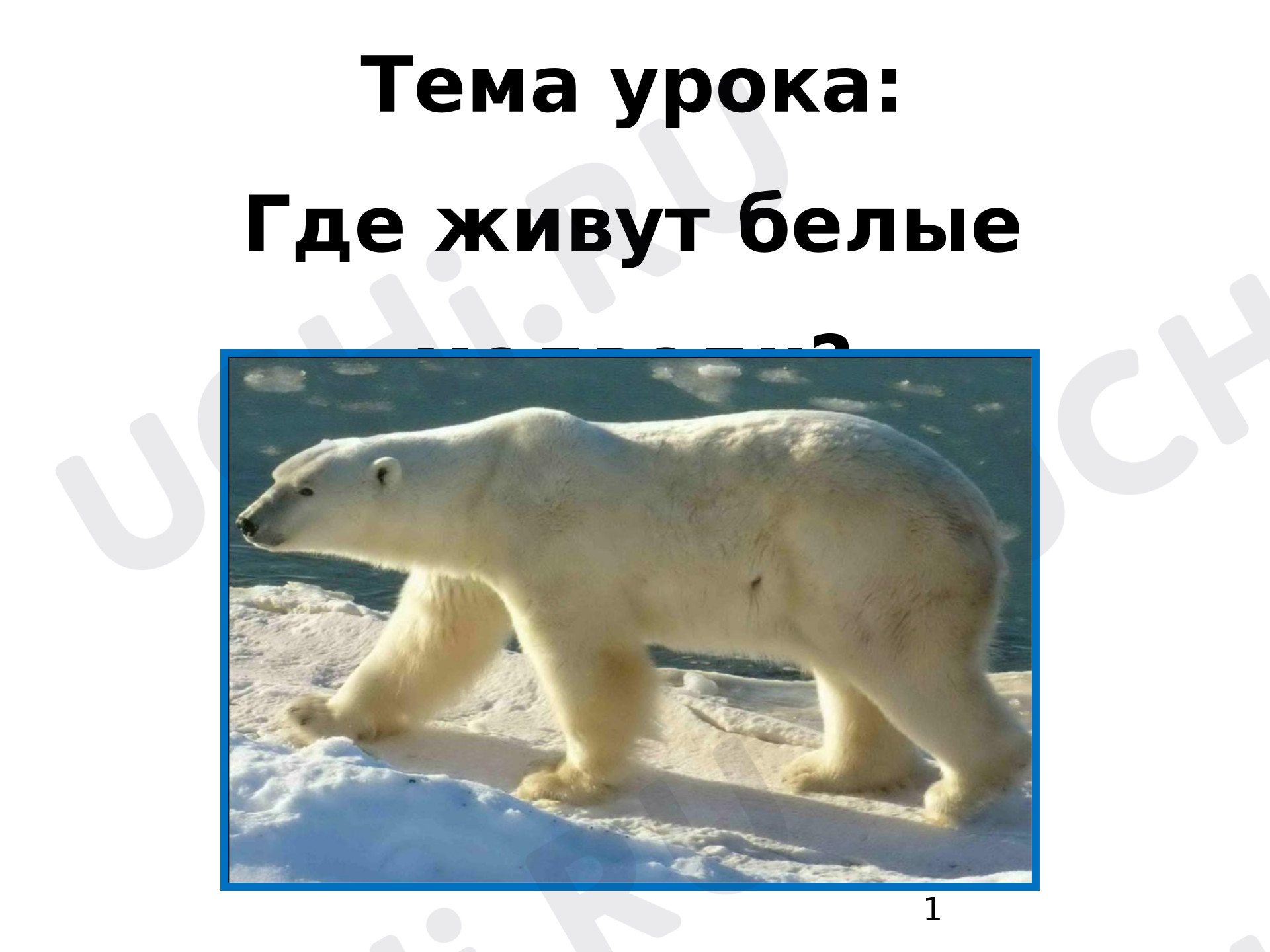 Предпросмотр материала Презентация к уроку окружающего мира. Где живут белые медведи?