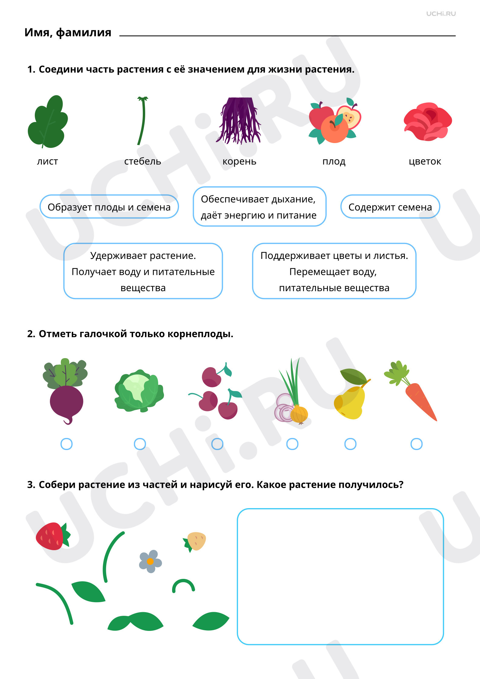 Предпросмотр материала Части растения. Базовый уровень