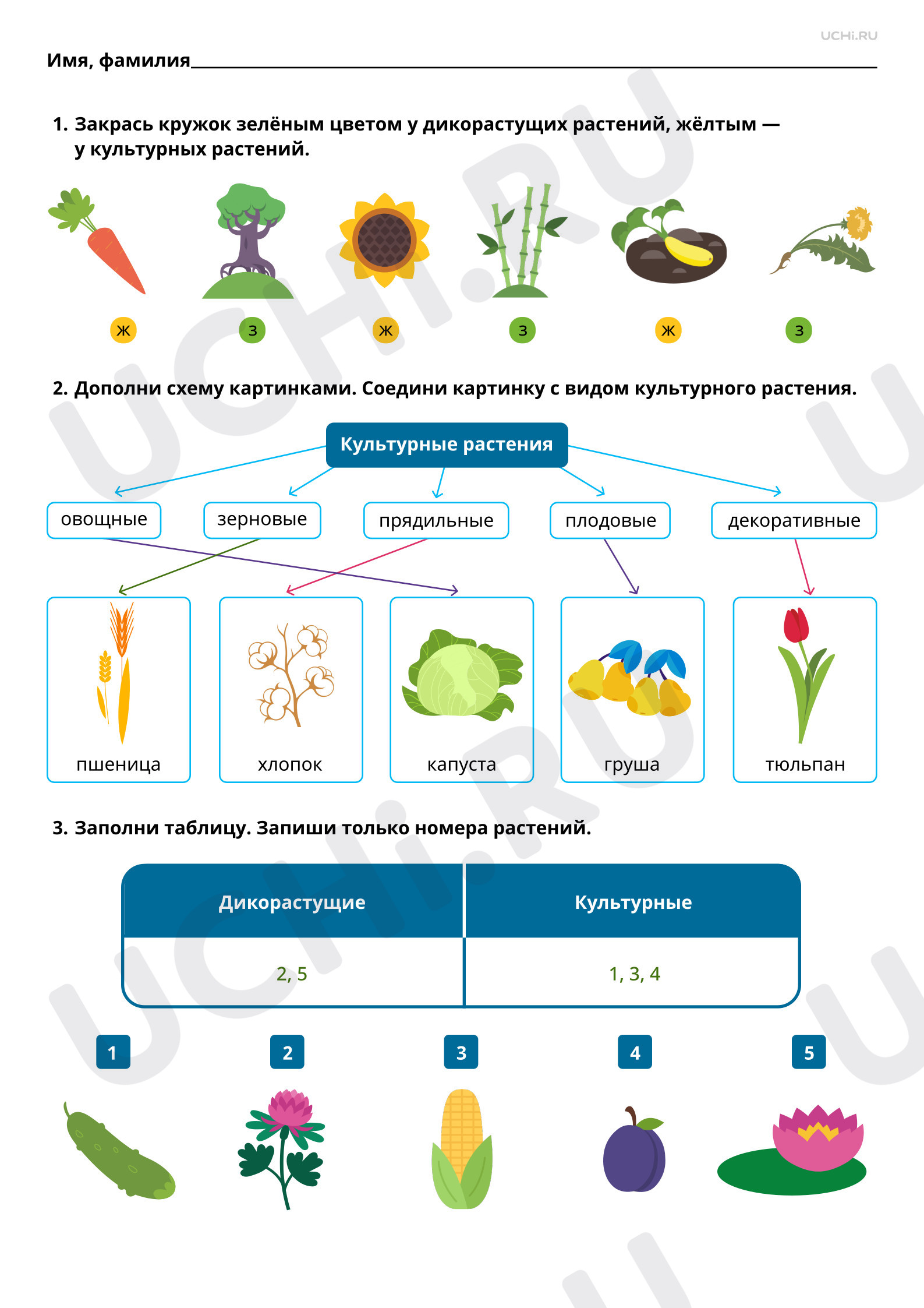 Предпросмотр материала Дикорастущие и культурные растения вокруг нас. Ответы