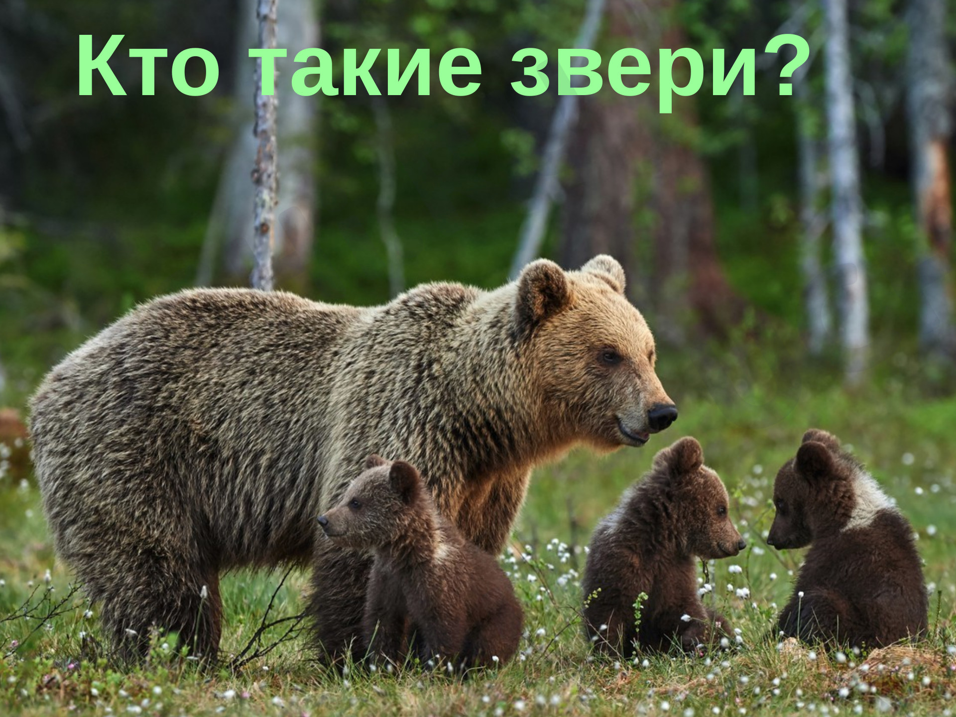 Предпросмотр материала Презентация по окружающему миру "Животные"