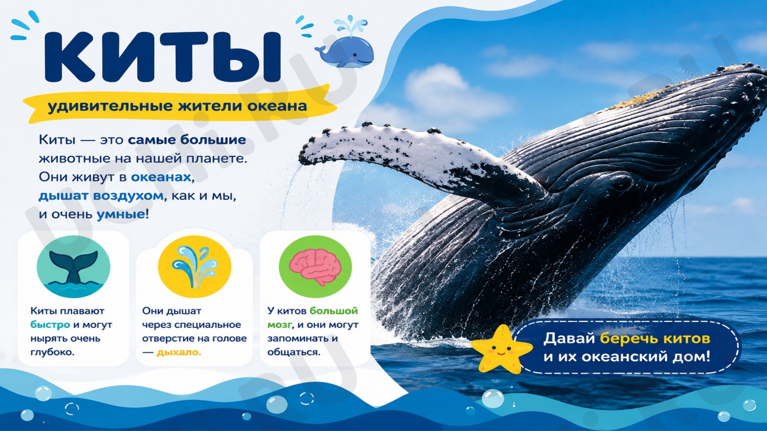 Предпросмотр материала Презентация на тему «Киты».