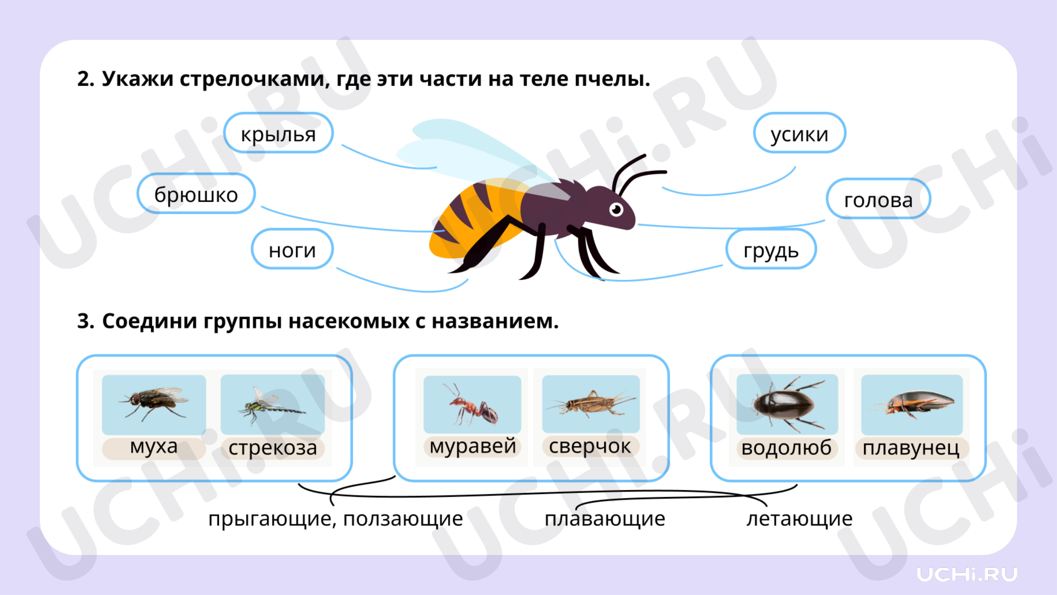 Окружающий мир для 2 четверти 1 класса. ЭОР | Подготовка к уроку от Учи.ру