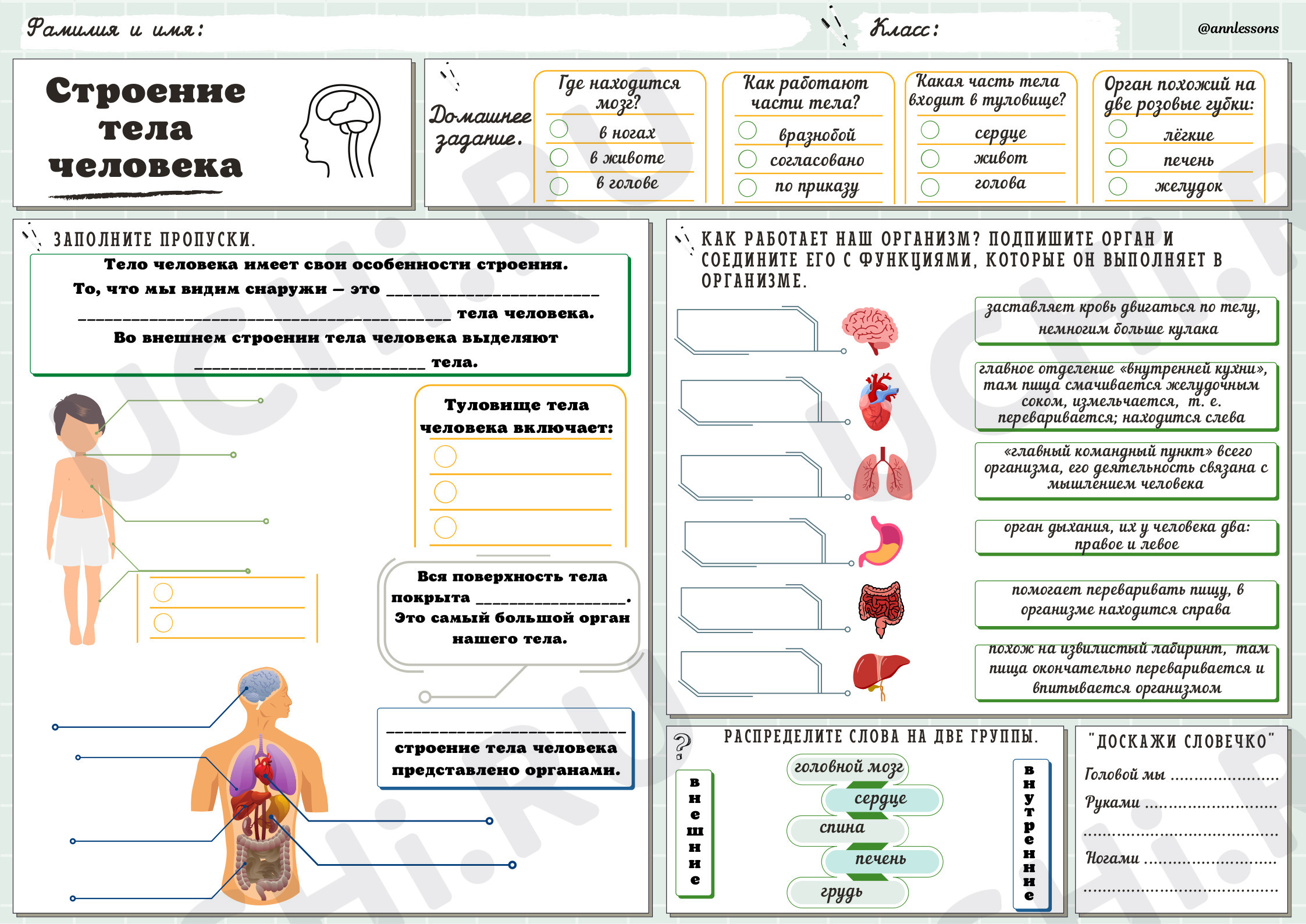 Предпросмотр материала Строение тела человека