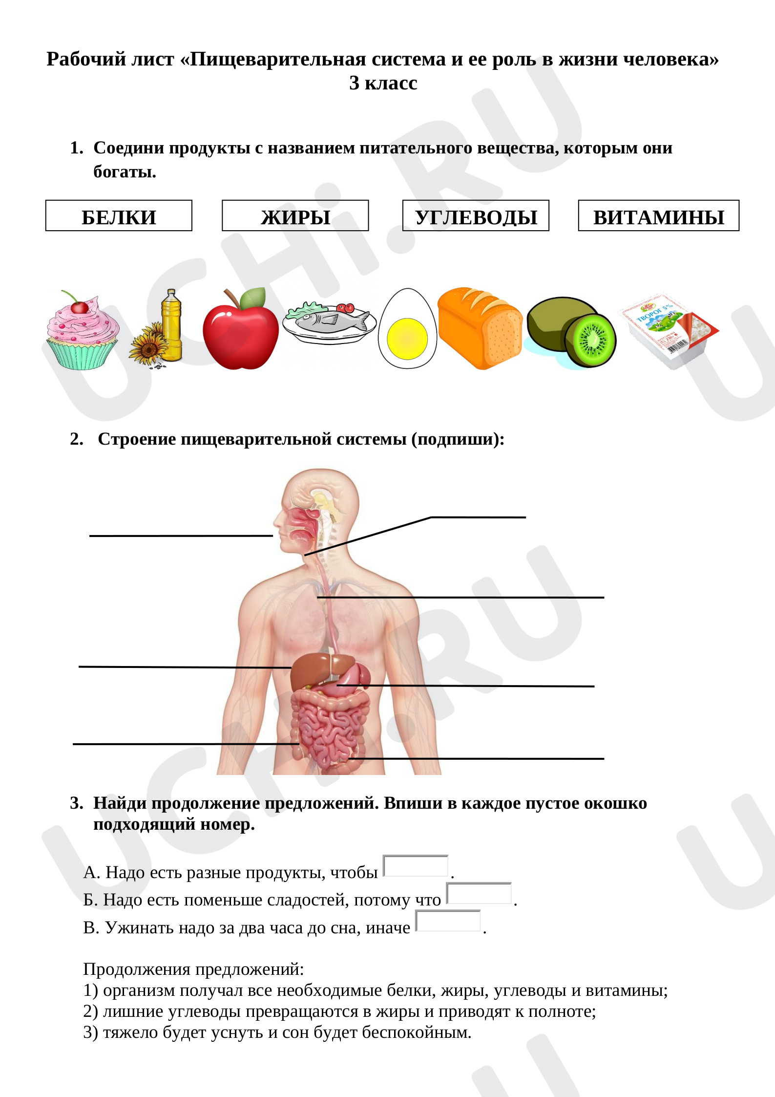 Предпросмотр материала Пищеварительная система