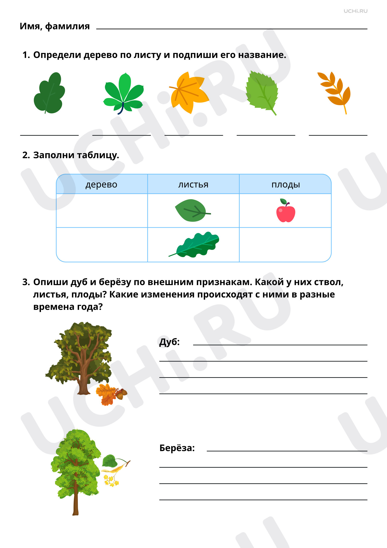 Рабочие листы по теме «Особенности лиственных растений: узнавание, краткое  описание. Лиственные деревья нашего края». Повышенный уровень: Особенности  лиственных деревьев: узнавание, краткое описание. Лиственные деревья нашего  края | Учи.ру