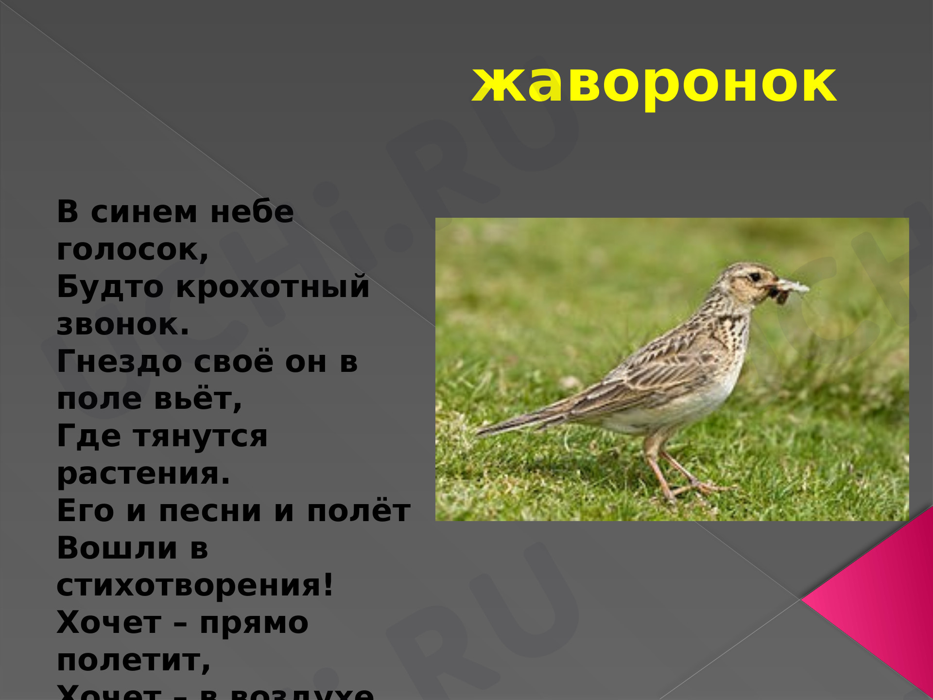 Предпросмотр материала Жаворонок. Развитие речи