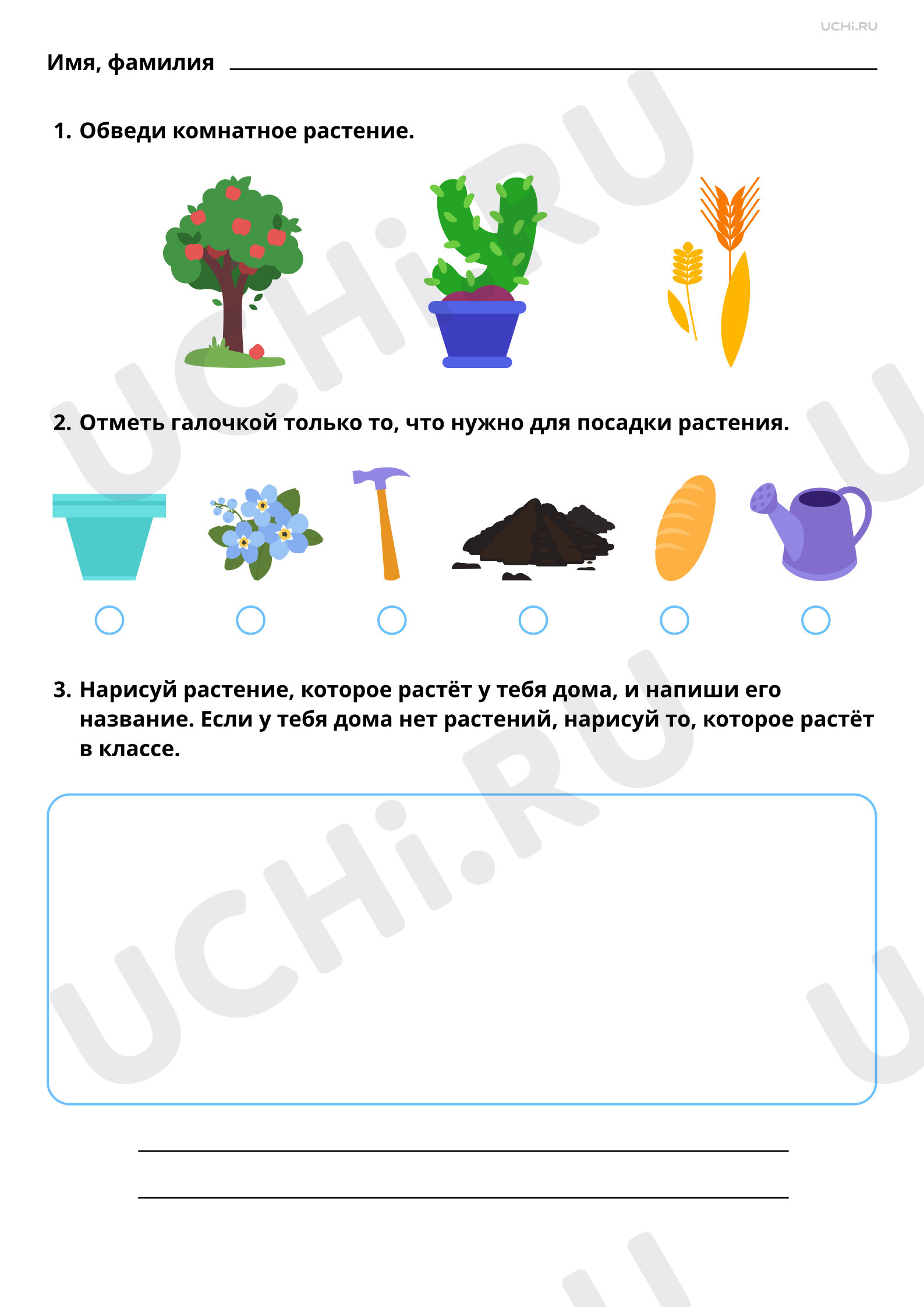 Предпросмотр материала Комнатные растения. Базовый уровень