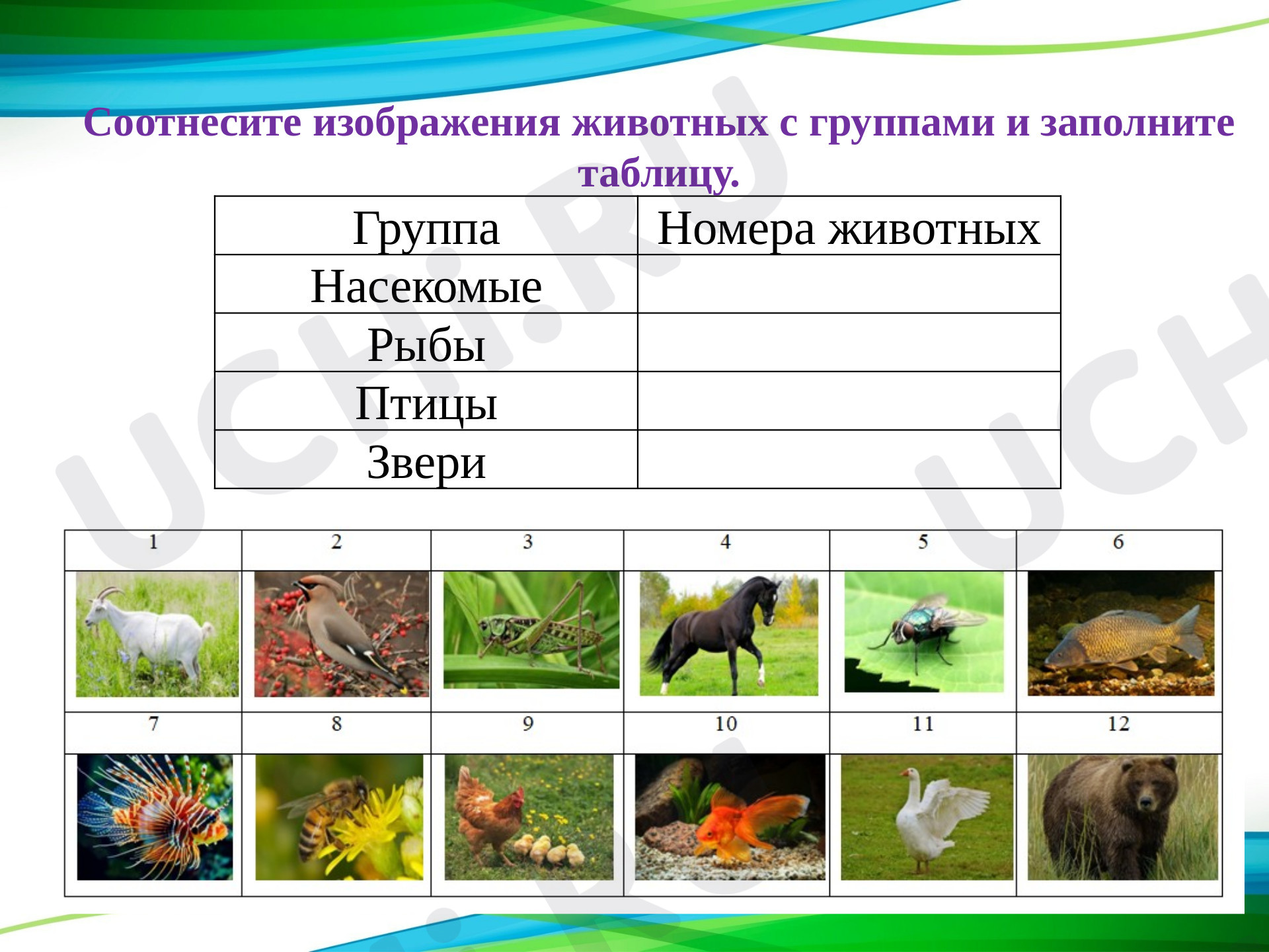 Животные, окружающий мир 2 класс | Подготовка к уроку от Учи.ру