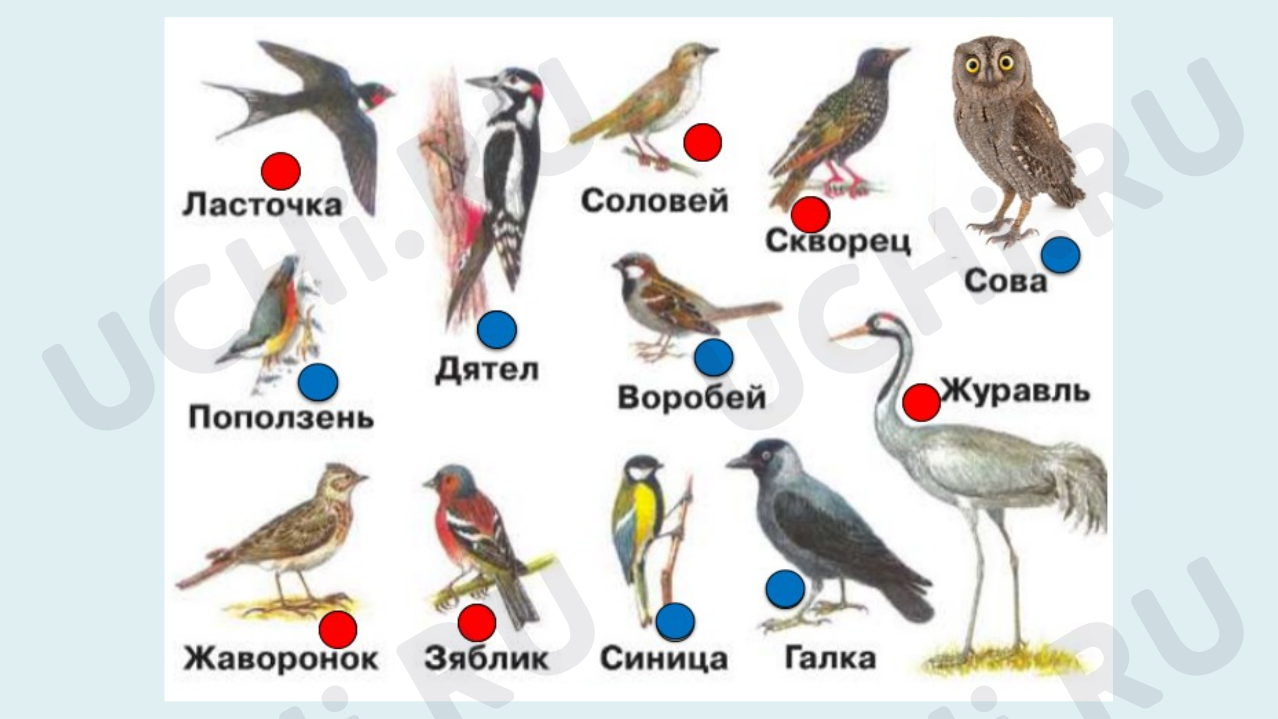 Рабочие листы по теме «Мир животных. Перелётные и зимующие птицы». Базовый  уровень: Мир животных. Перелётные и зимующие птицы | Учи.ру