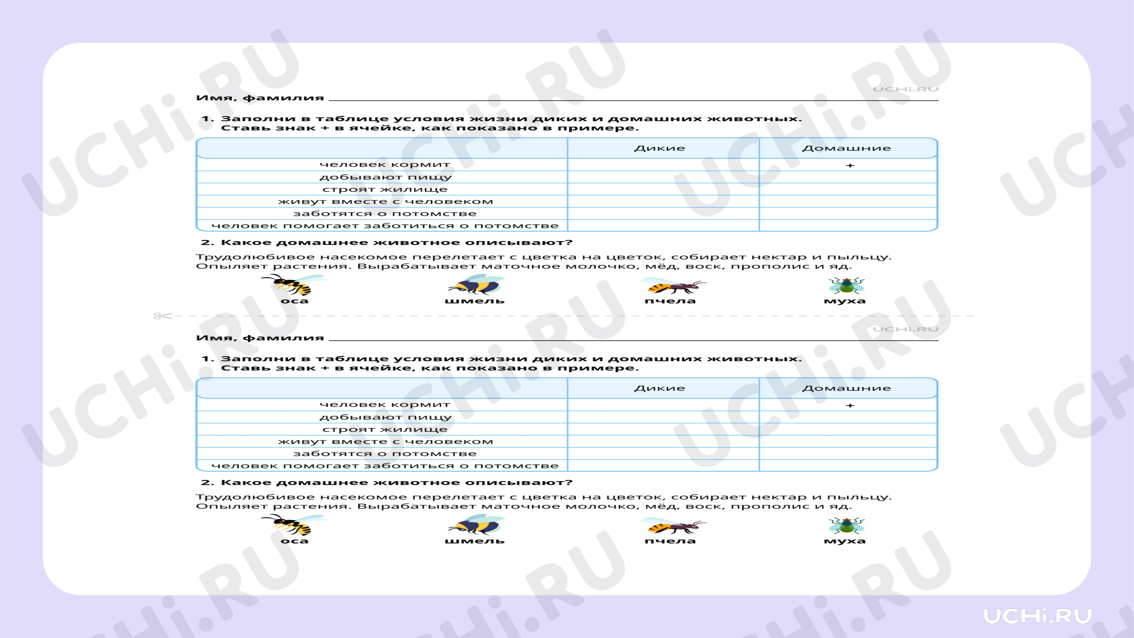 Рабочие листы по теме «Домашние и дикие животные. Различия в условиях  жизни». Повышенный уровень: Домашние и дикие животные. Различия в условиях  жизни | Учи.ру