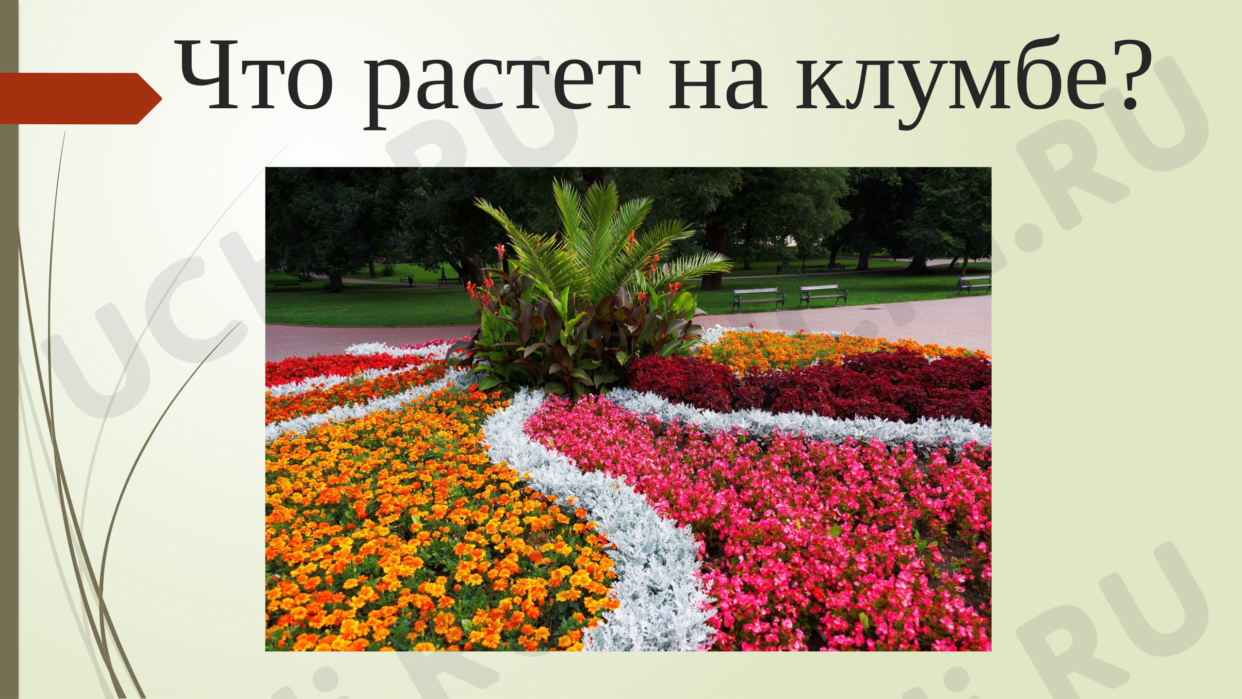 Предпросмотр материала Презентация к уроку окружающий мир по теме: "Что растет на клумбе? "