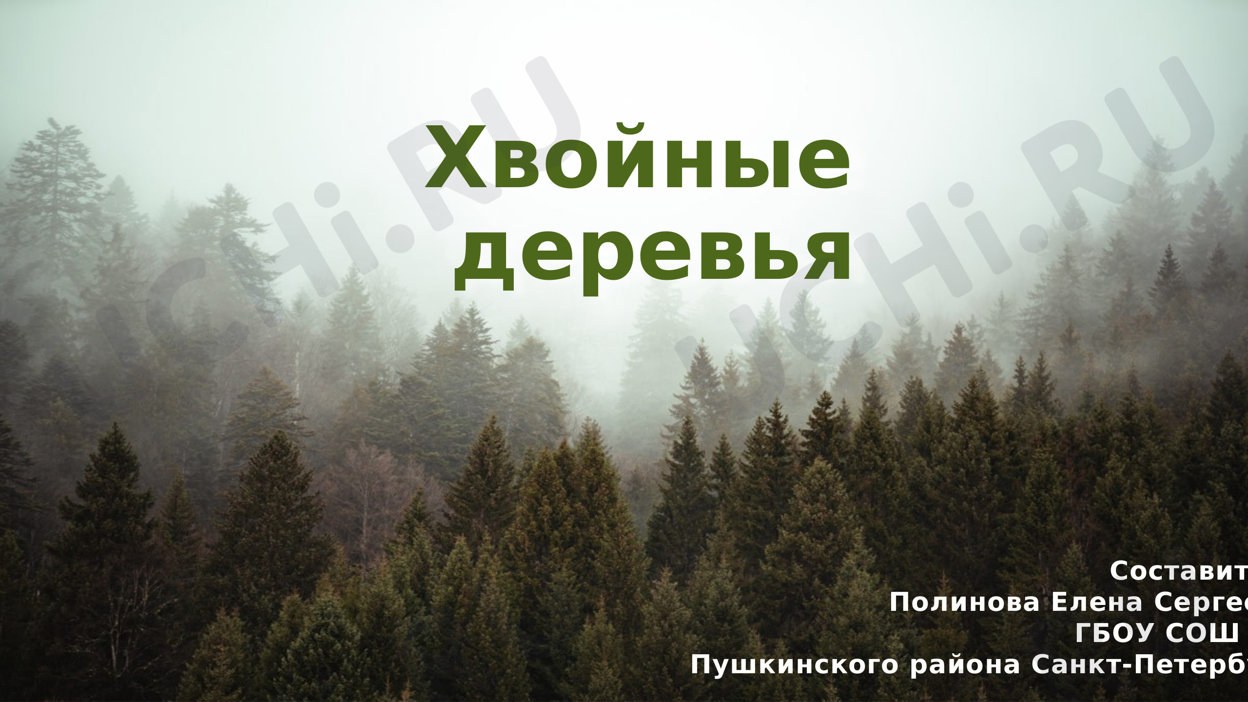Предпросмотр материала Презентация к уроку окружающего мира по теме: "Хвойные деревья"