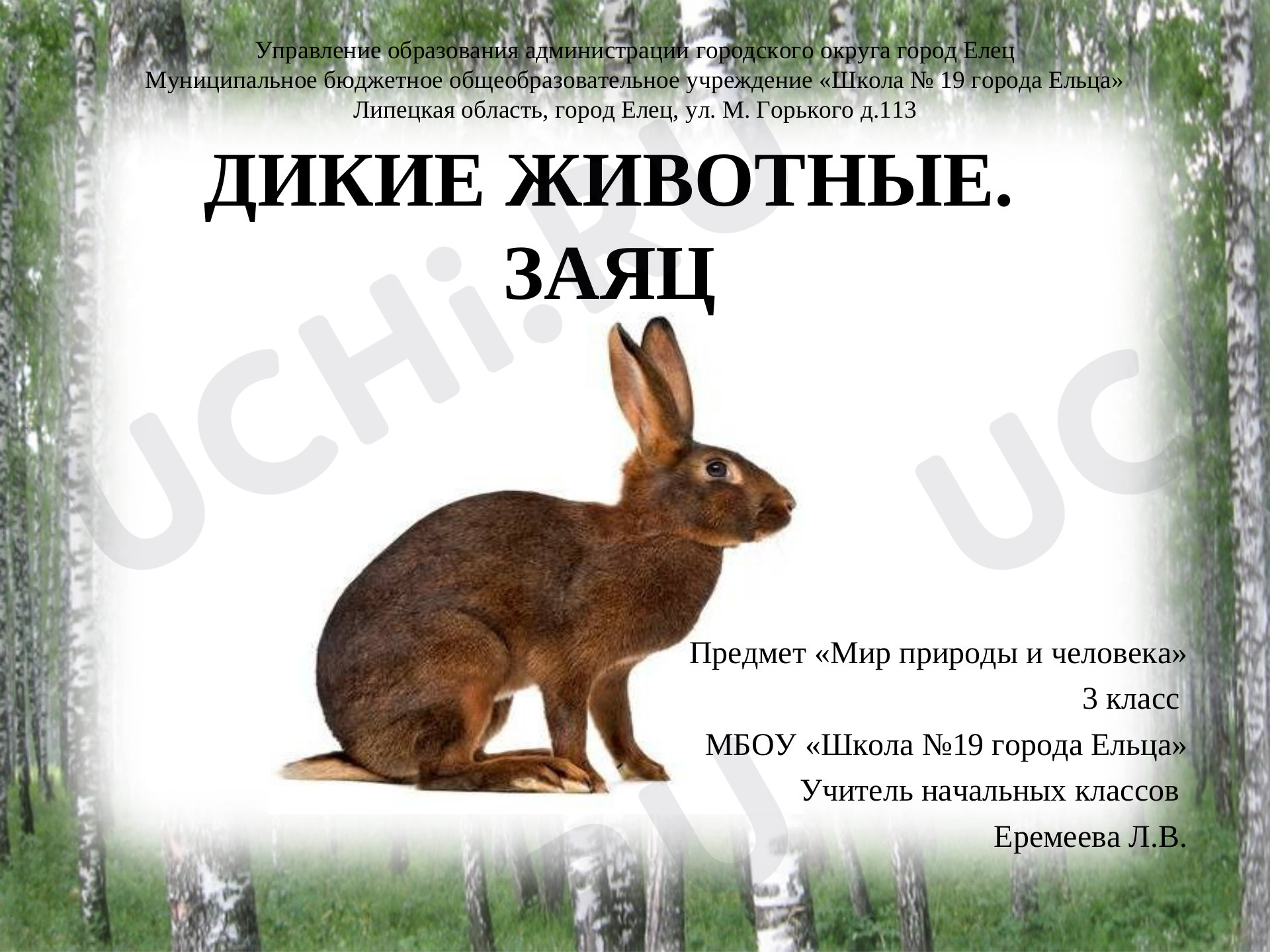 Предпросмотр материала Дикие животные. Заяц