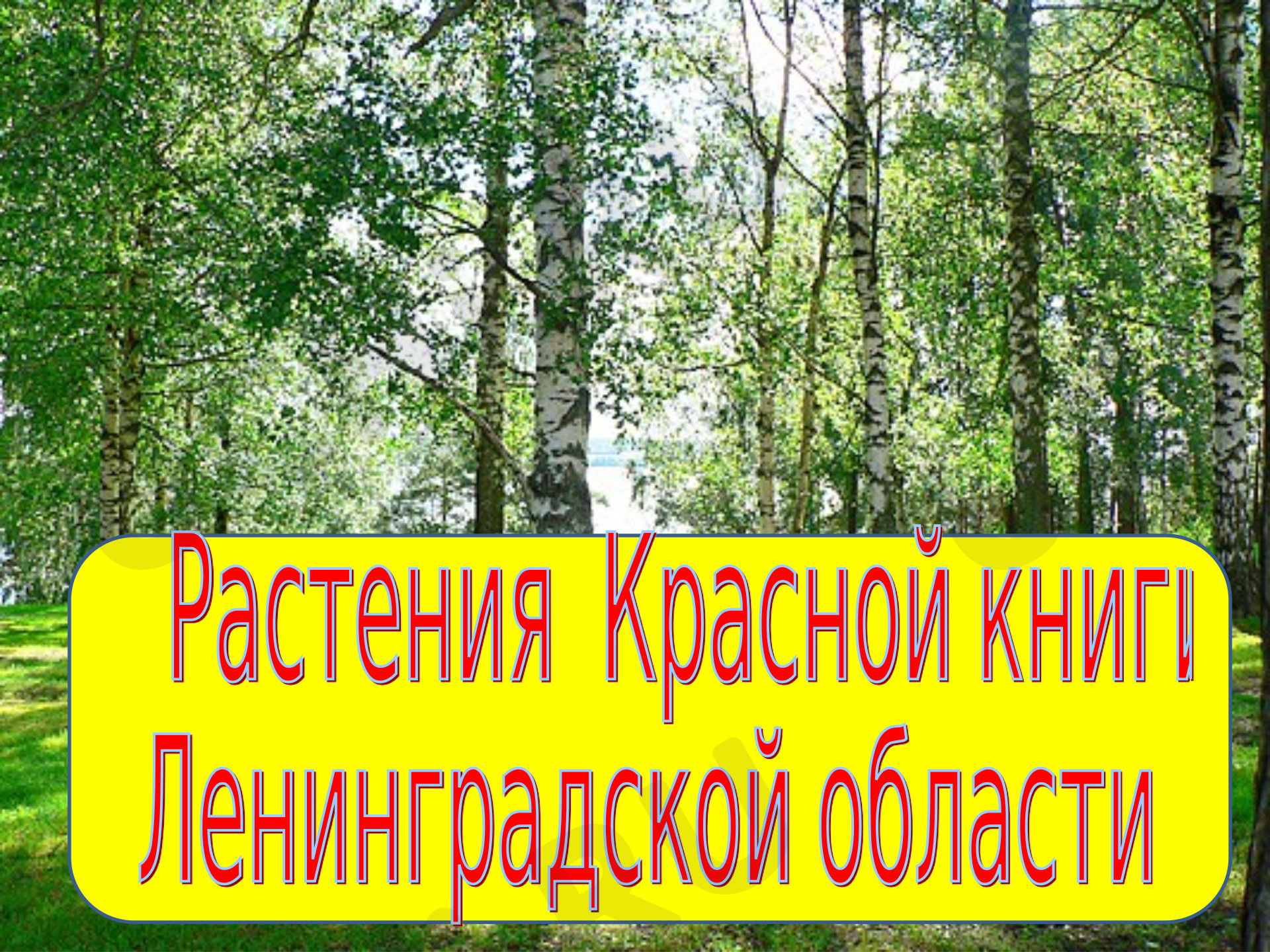 📈 Презентация №9 по теме “Растения красной книги” для 2 класса | Учи.ру