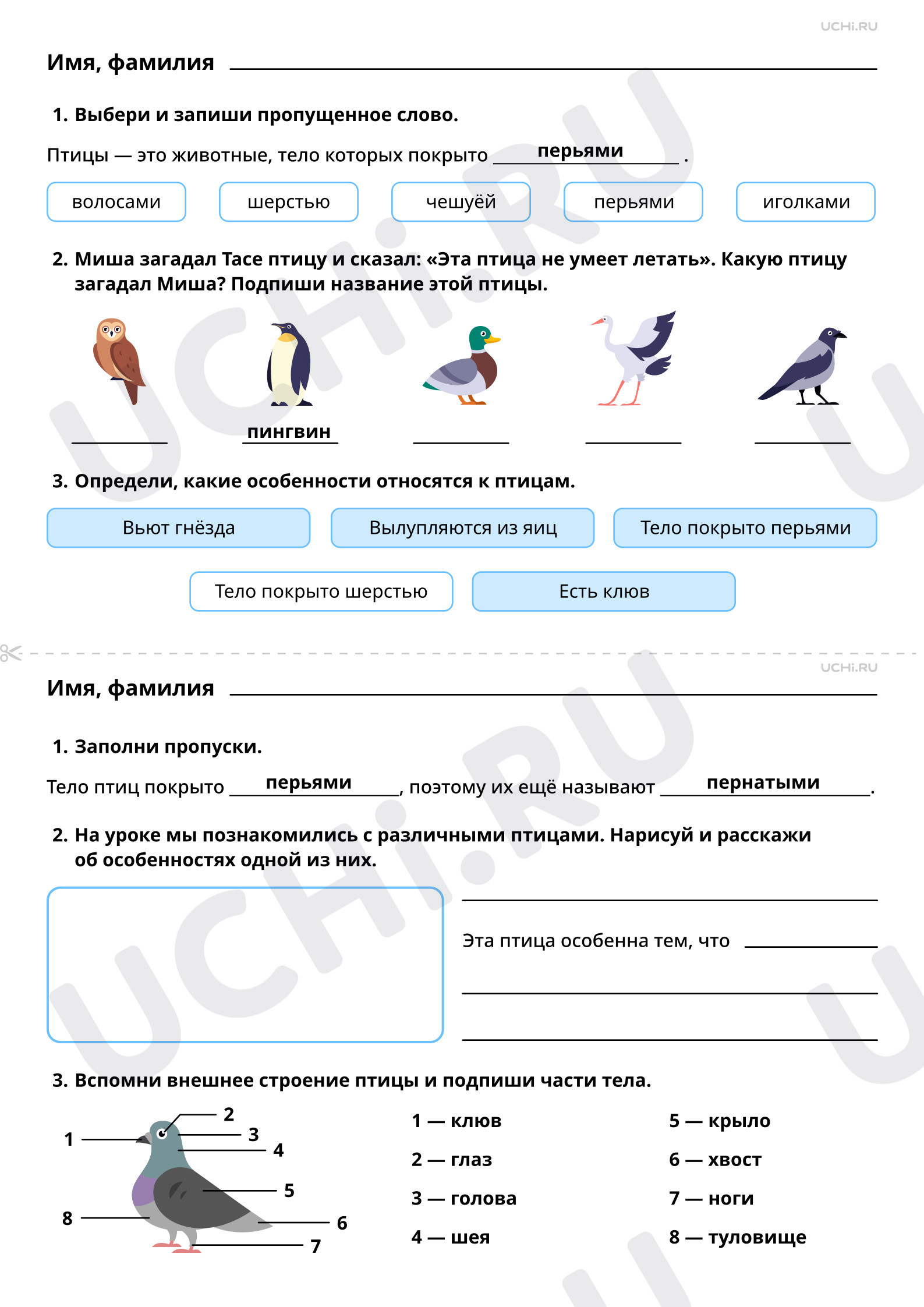 Предпросмотр материала Мир животных: птицы. Ответы