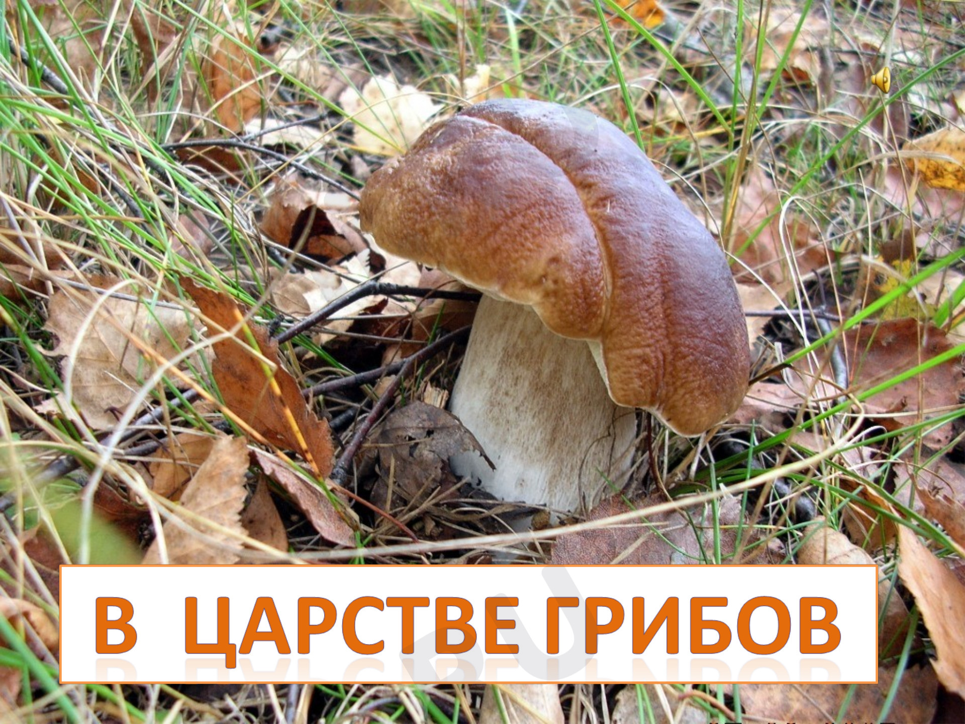 Предпросмотр материала В царстве грибов