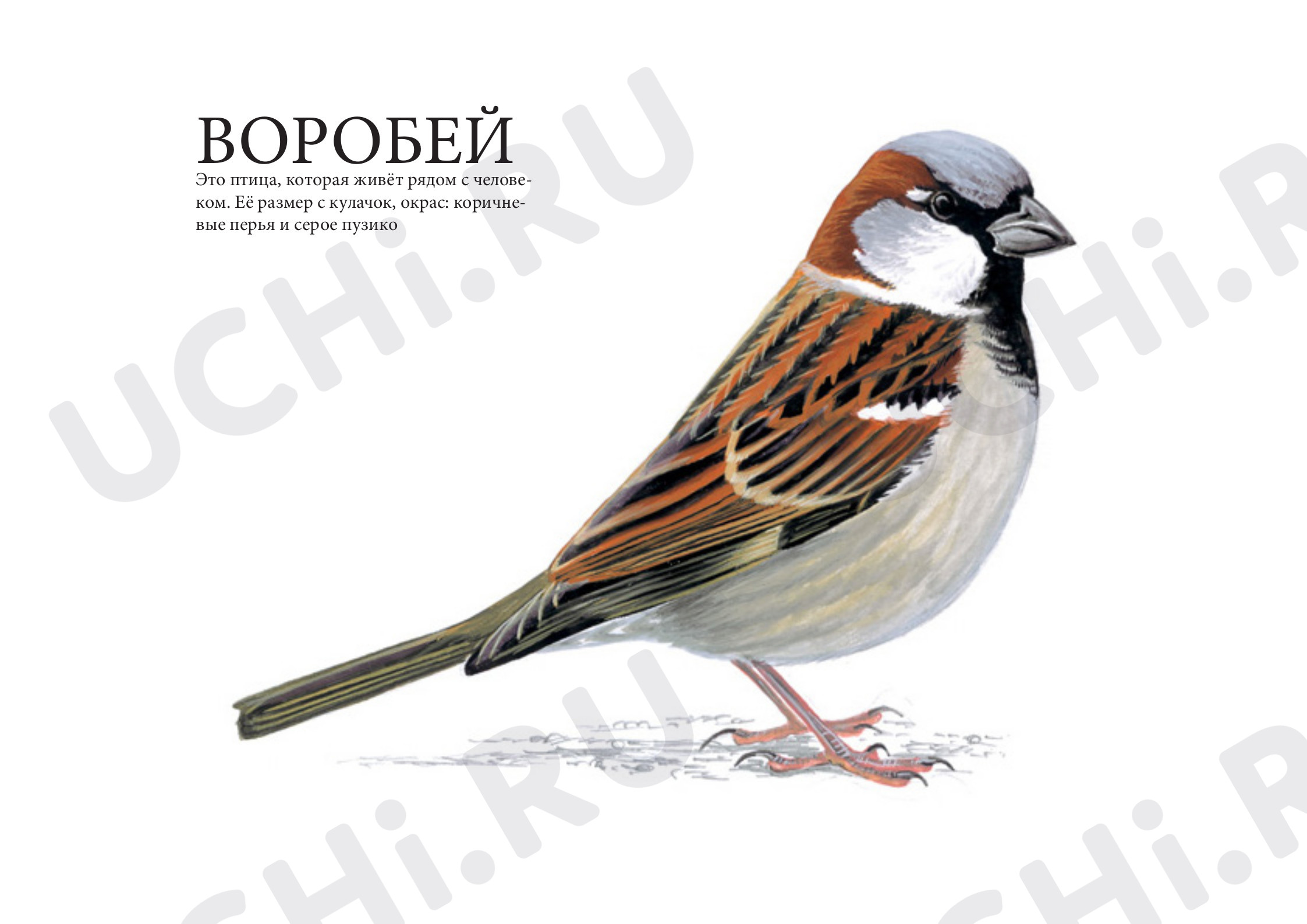 Предпросмотр материала Презентация. Воробей.