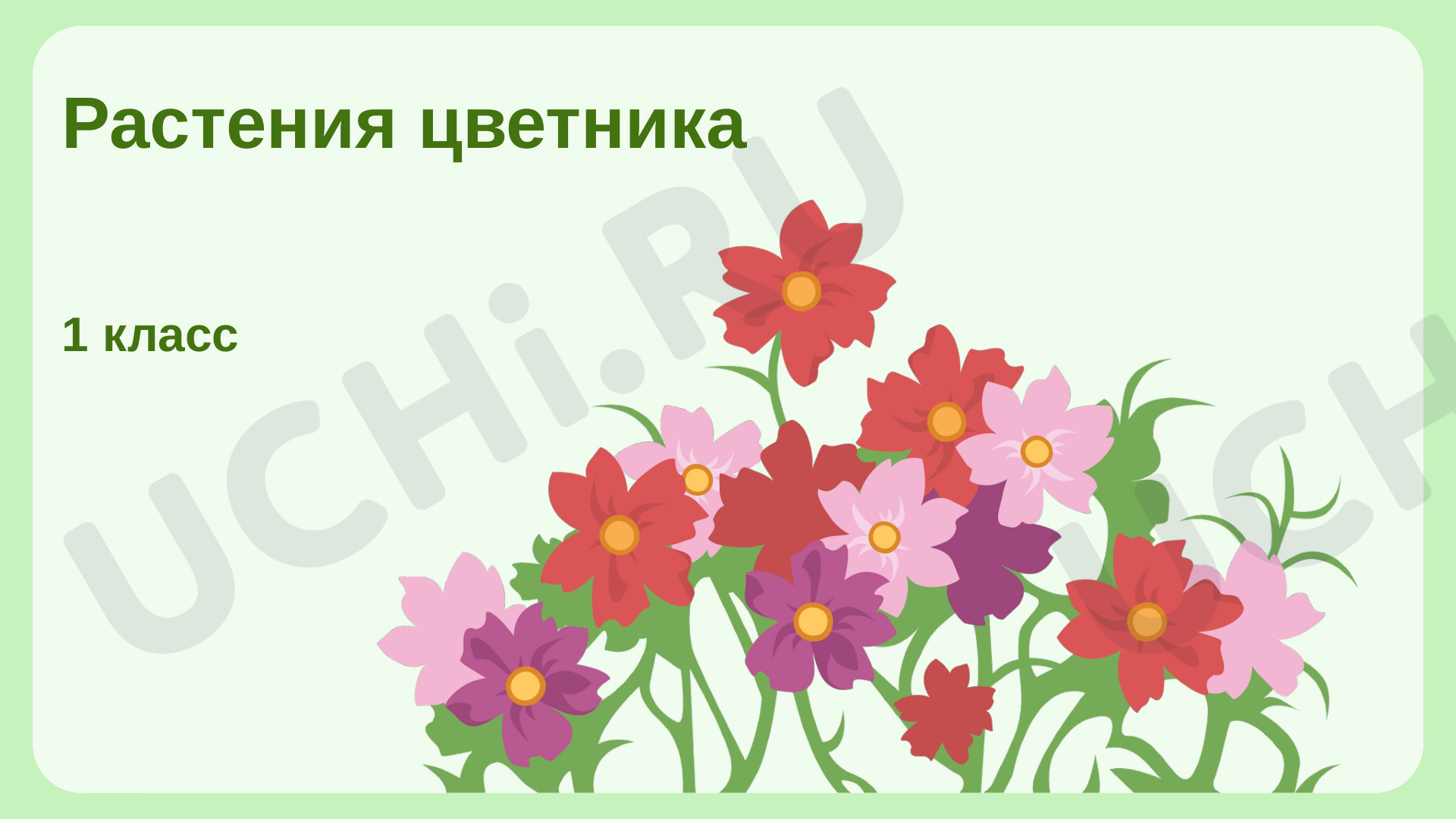 Предпросмотр материала Растения цветника