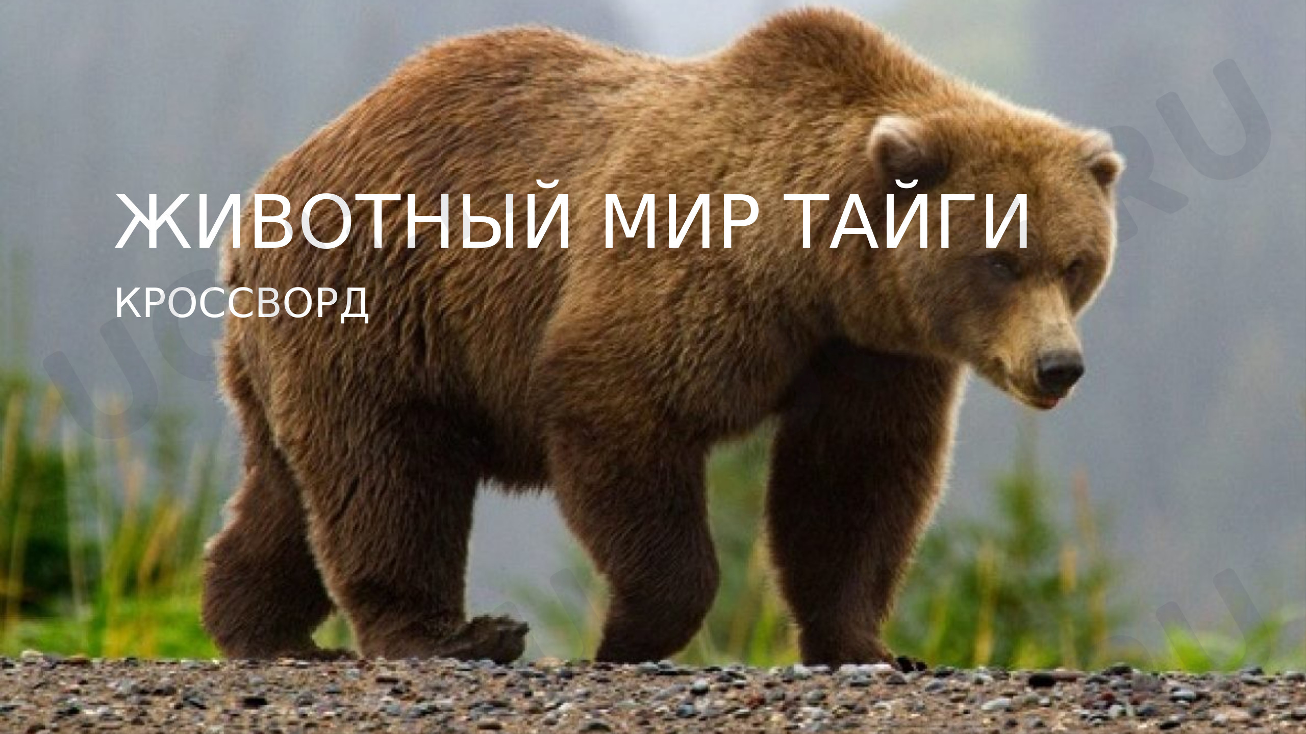 Предпросмотр материала Рабочий лист к уроку окружающего мира по теме: "Кроссворд. Животный мир тайги."