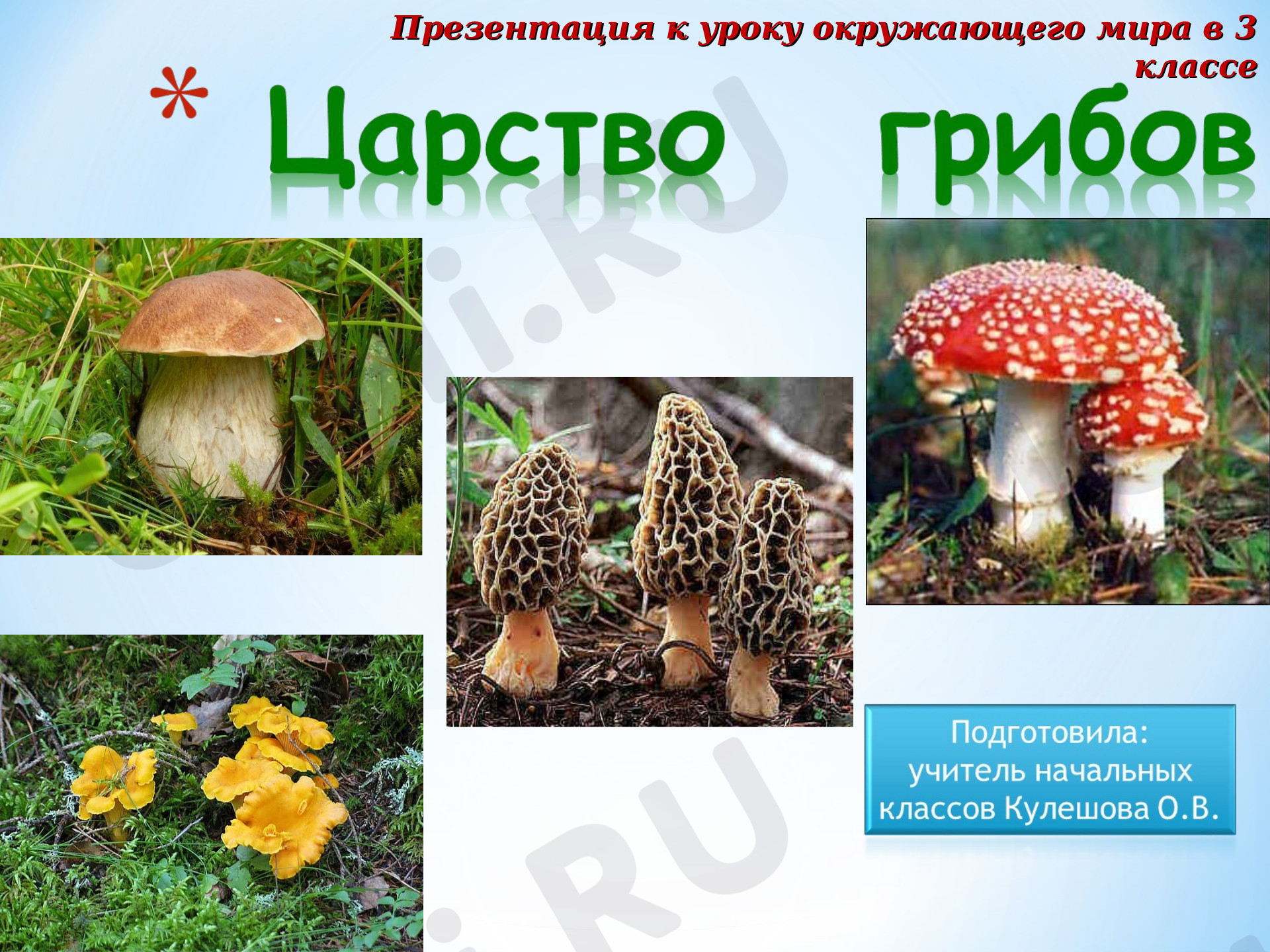 Предпросмотр материала Царство грибов