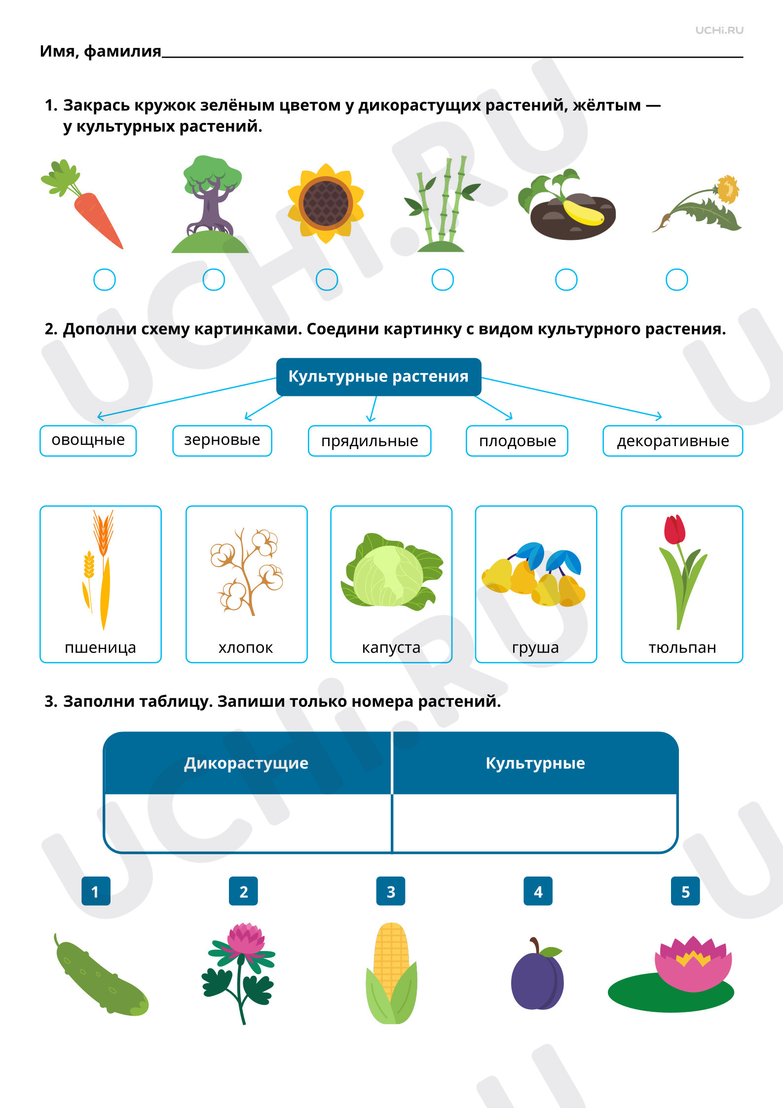 Предпросмотр материала Дикорастущие и культурные растения вокруг нас. Базовый уровень