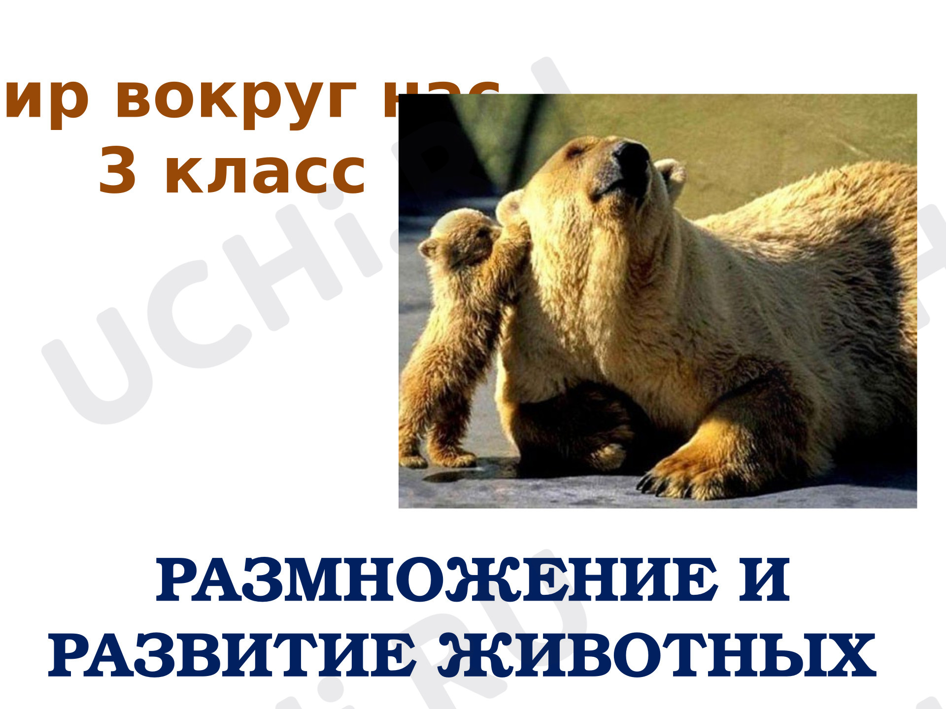 Предпросмотр материала Презентация к уроку окружающего мира. Размножение и развитие животных