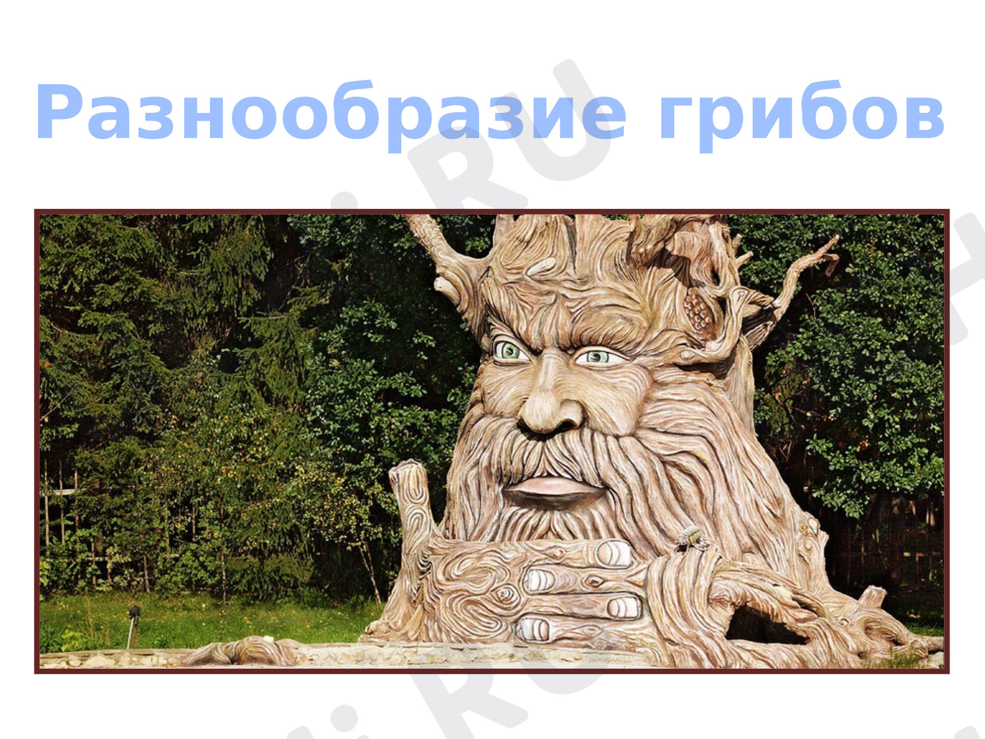Предпросмотр материала Разнообразие грибов