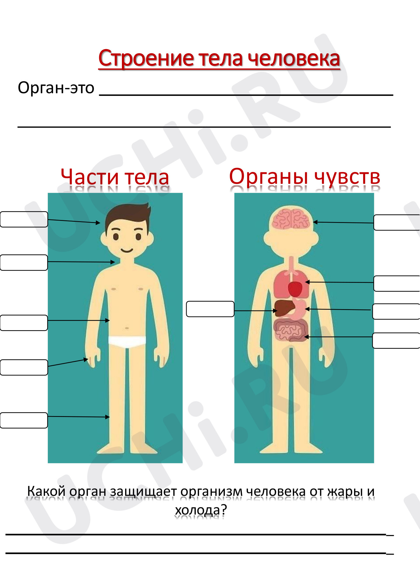 Предпросмотр материала Рабочий лист к уроку окружающего мира по теме: "Строение тела человека"
