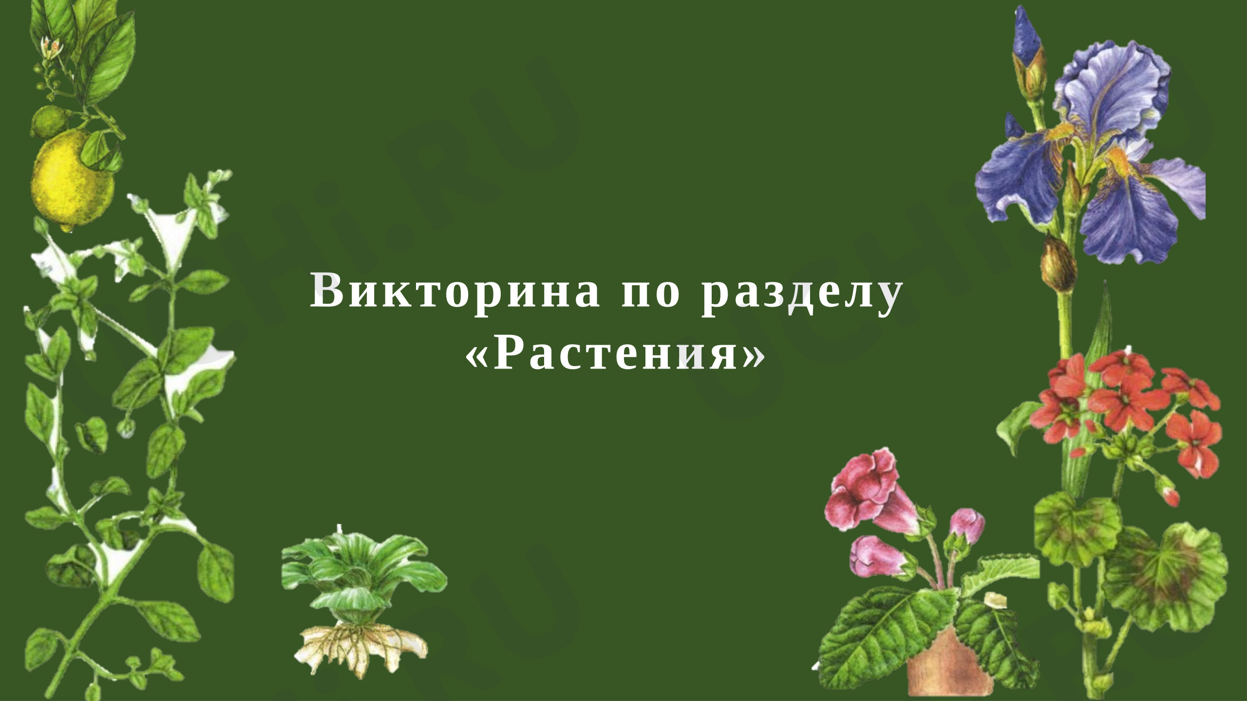 Предпросмотр материала Викторина по разделу «Растения» на основе атласа-определителя «От земли до неба». Окружающий мир.