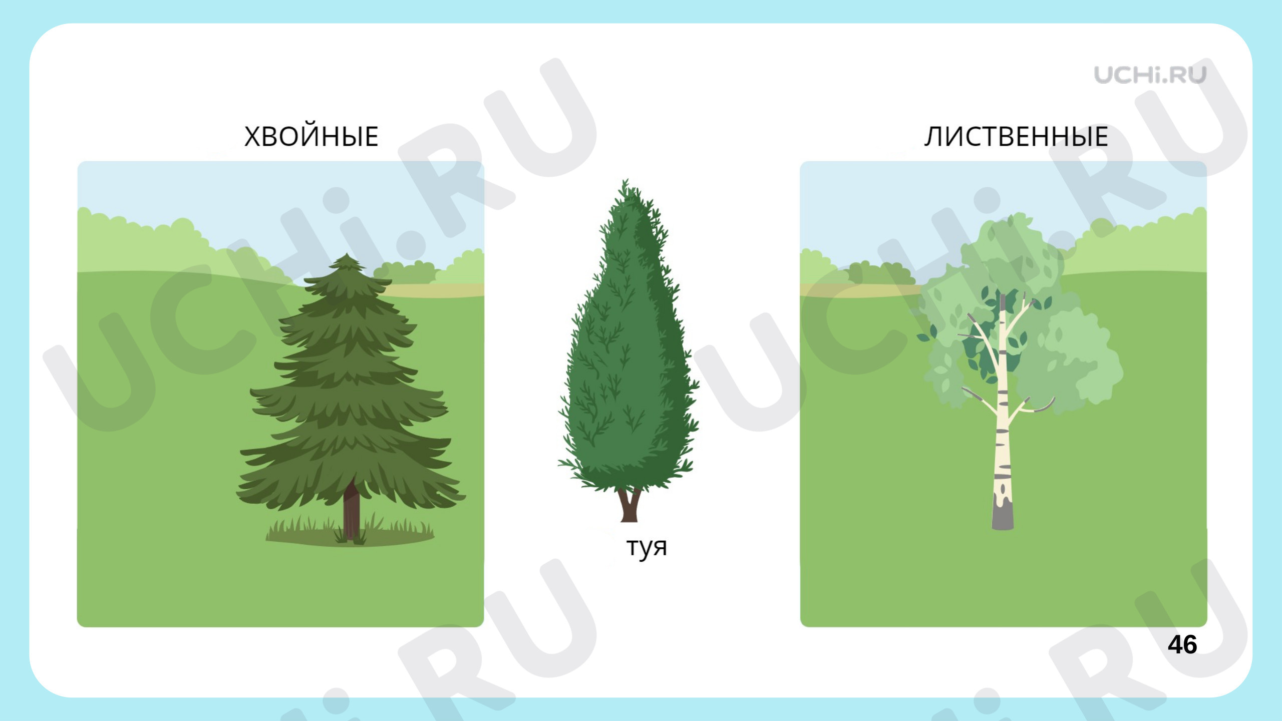 Материалы для урока по теме Что такое хвоинки?,Окружающий мир,1 класс.