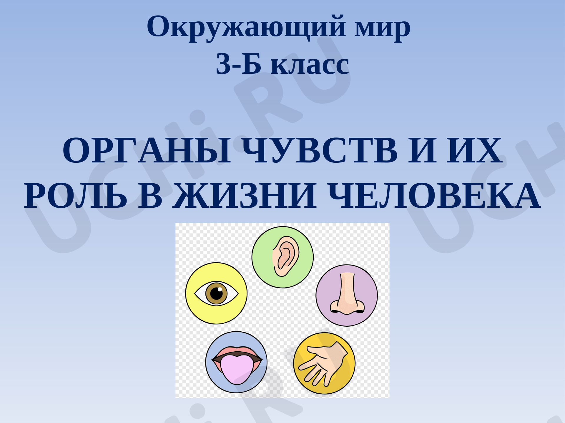 Предпросмотр материала Органы чувств