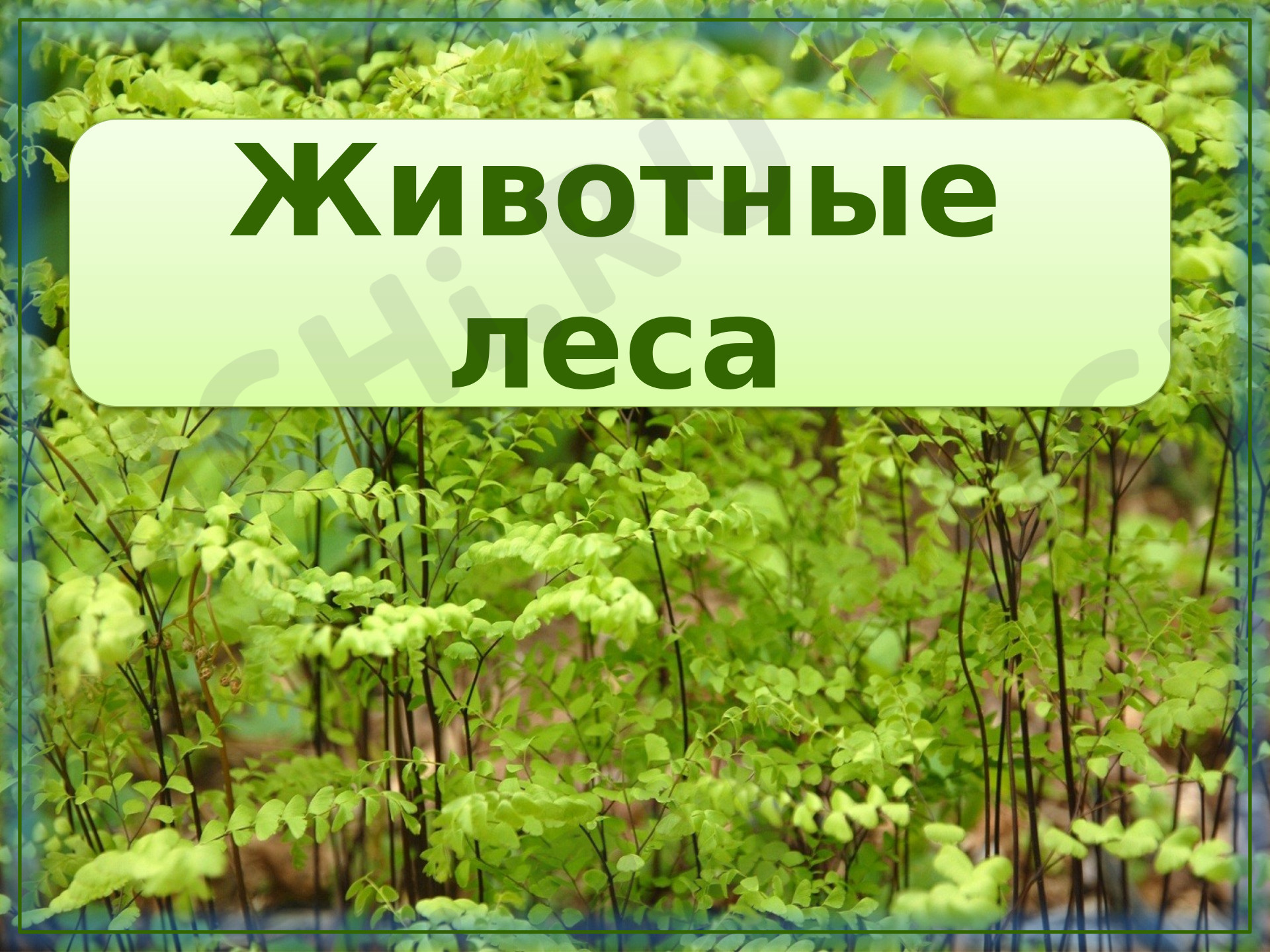 Предпросмотр материала Презентация. Дикие животные.
