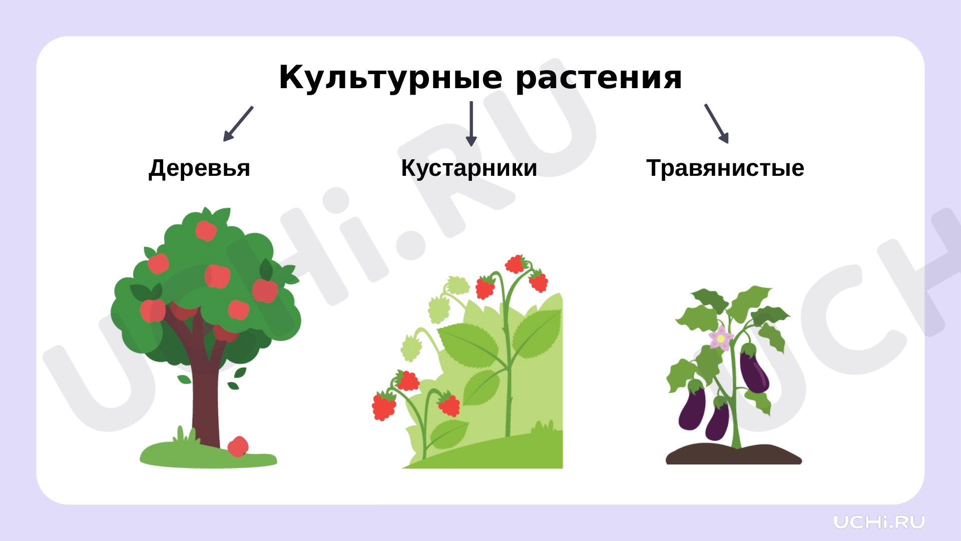 Дикорастущие и культурные растения вокруг нас. Сходство и различия  дикорастущих и культурных растений: Дикорастущие и культурные растения  вокруг нас. Сходство и различия дикорастущих и культурных растений | Учи.ру