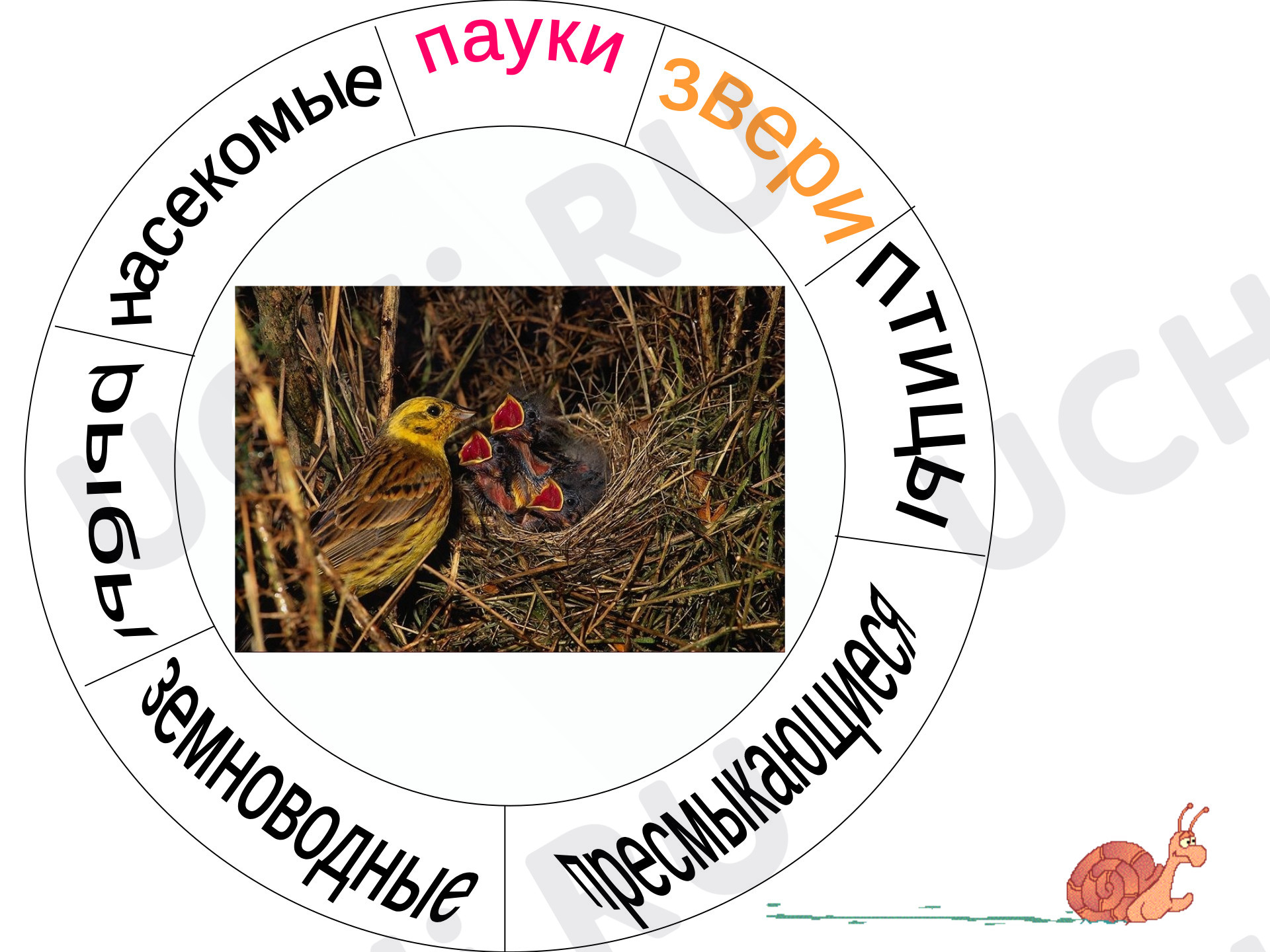 Рабочие листы по теме «Мир животных: птицы (узнавание, называние). Главная  особенность этой группы животных». Повышенный уровень: Мир животных: птицы  (узнавание, называние). Главная особенность этой группы животных | Учи.ру