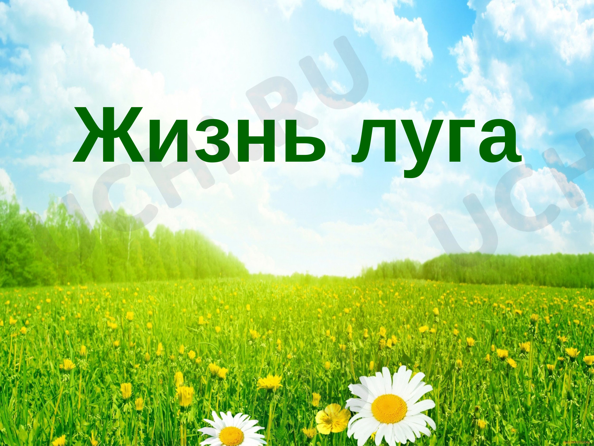 Предпросмотр материала Жизнь луга