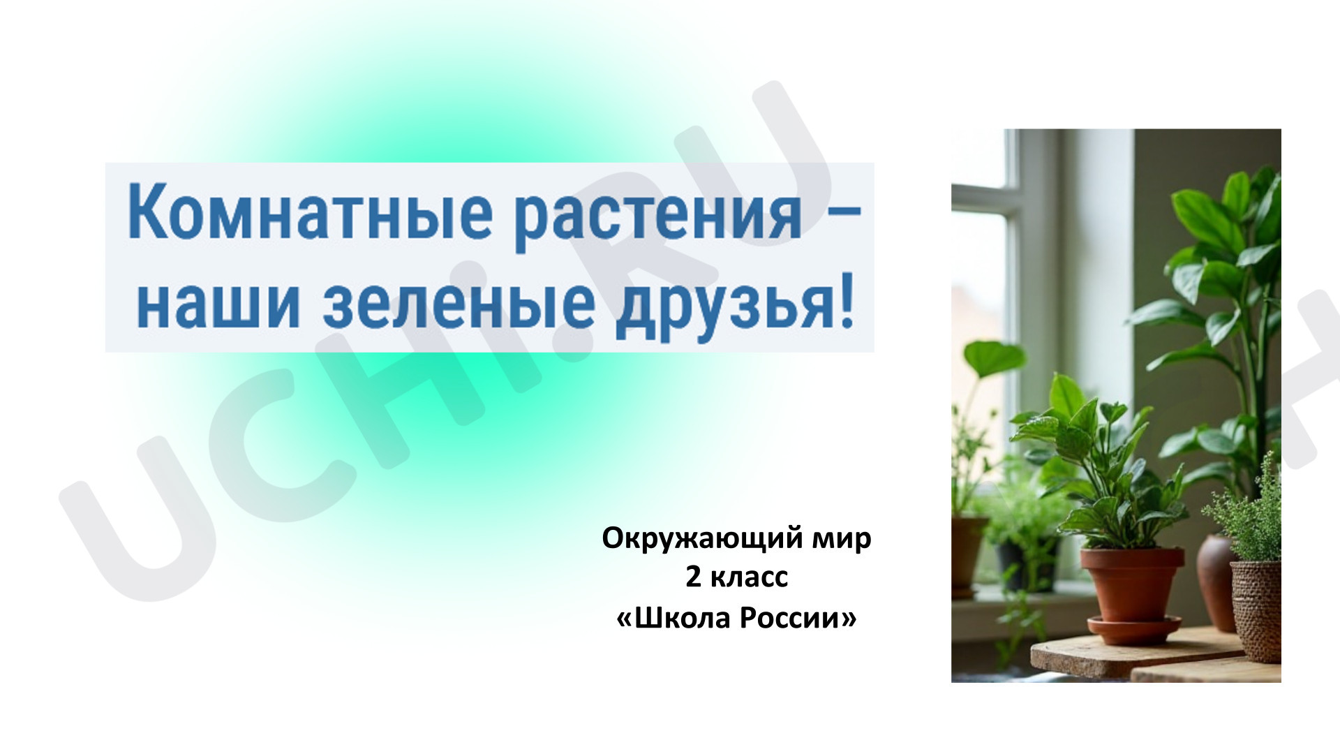 Предпросмотр материала Презентация к уроку окружающего мира во 2 классе по теме «Комнатные растения».