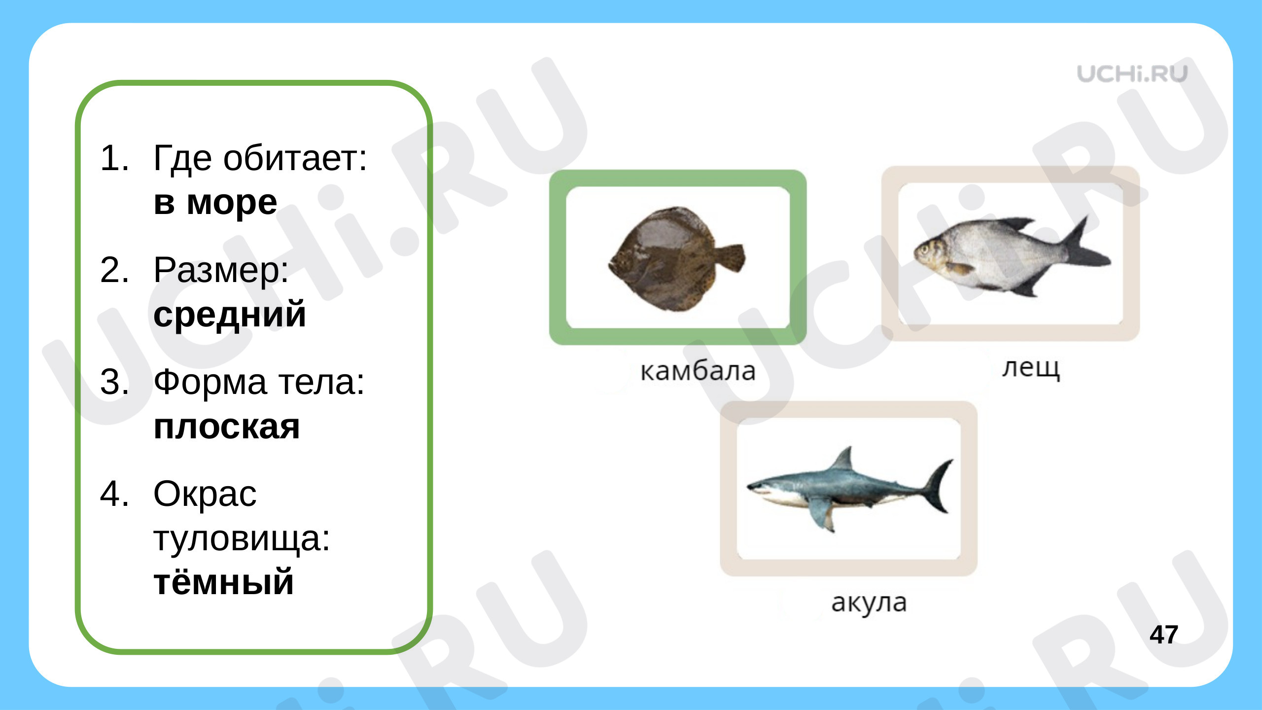 Материалы для урока по теме Кто такие рыбы?,Окружающий мир, 1 класс.