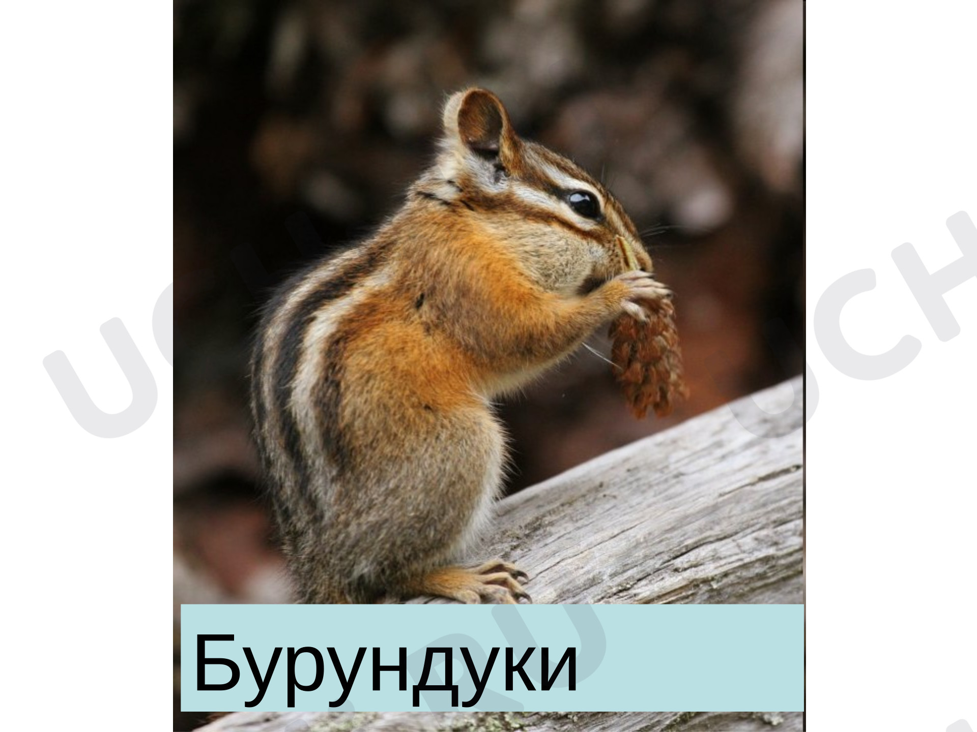 Предпросмотр материала Презентация к уроку русского языка. Изложение по вопросам «Бурундучки».