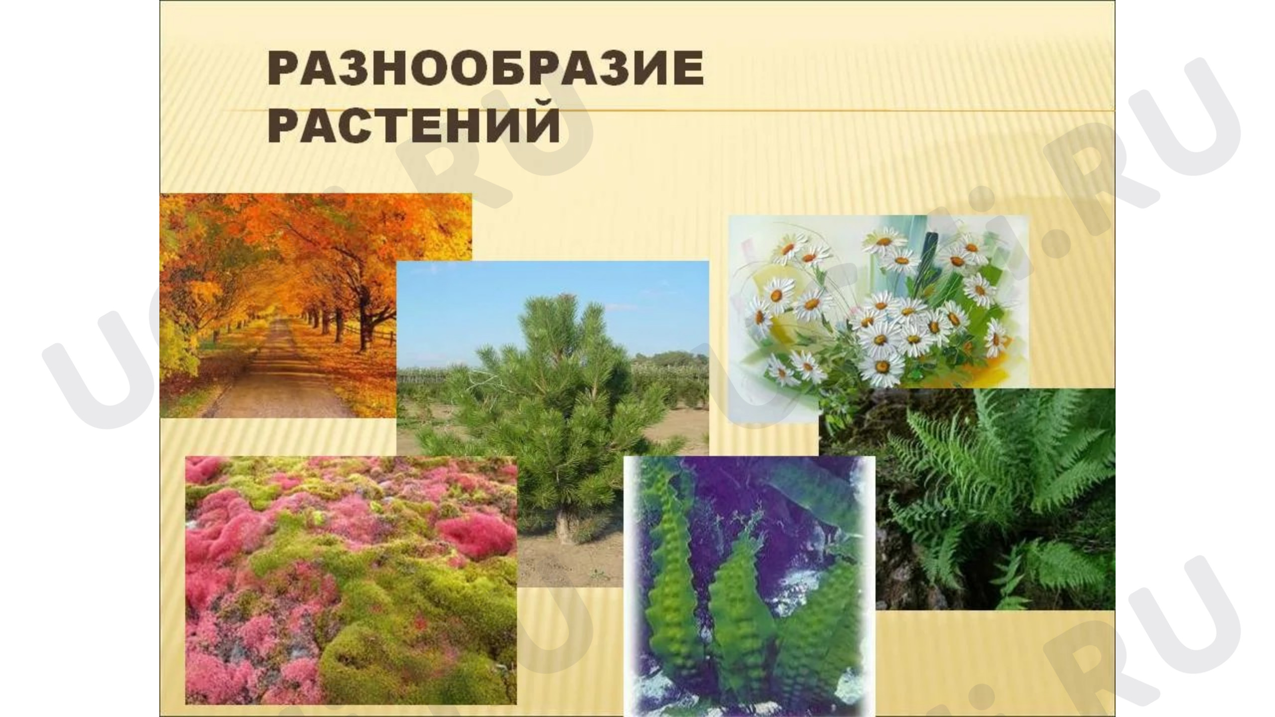 Предпросмотр материала Разнообразие растений