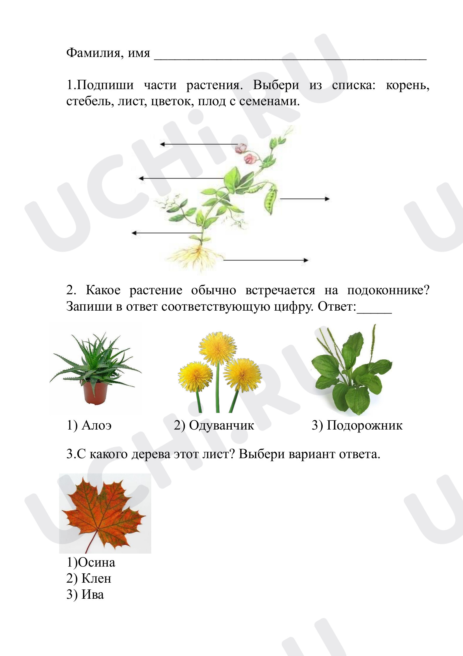 Предпросмотр материала Тест по окружающему миру по теме Растения.
