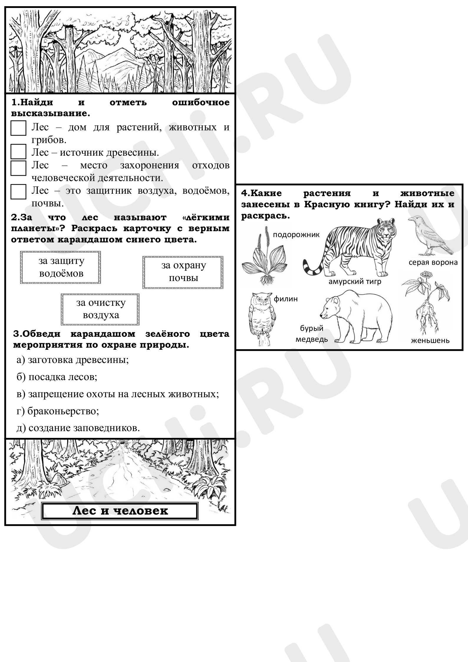 ?? Рабочий лист №8 по теме “Лес и человек” для 4 класса | Учи.ру