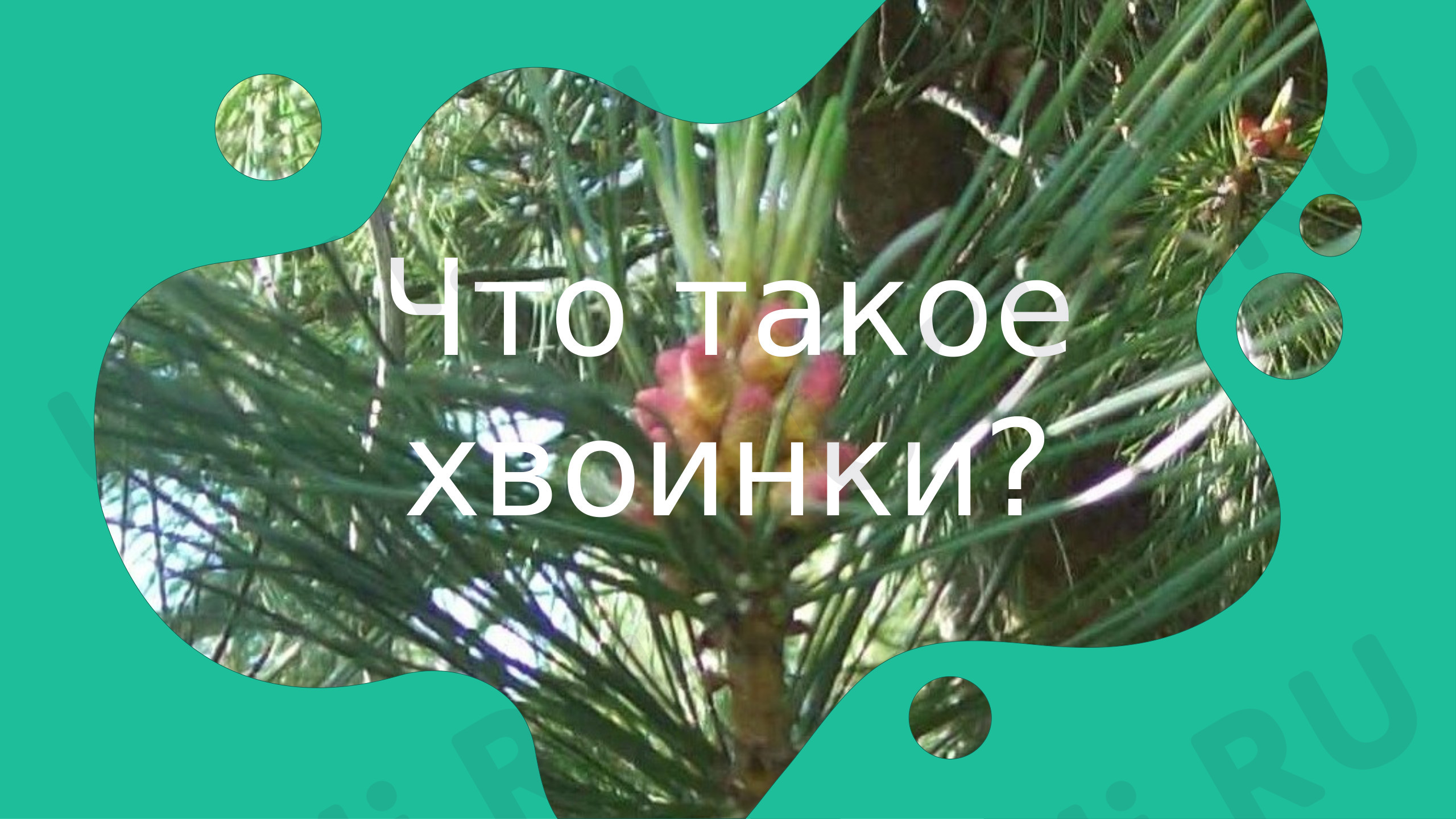 Предпросмотр материала Что такое хвоинки?