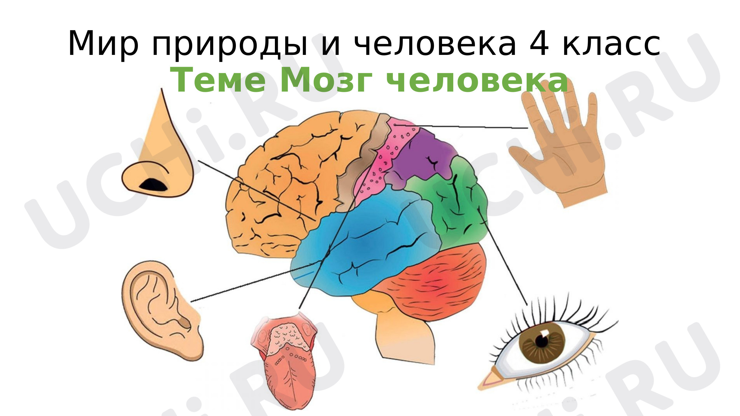 Предпросмотр материала Мозг человека