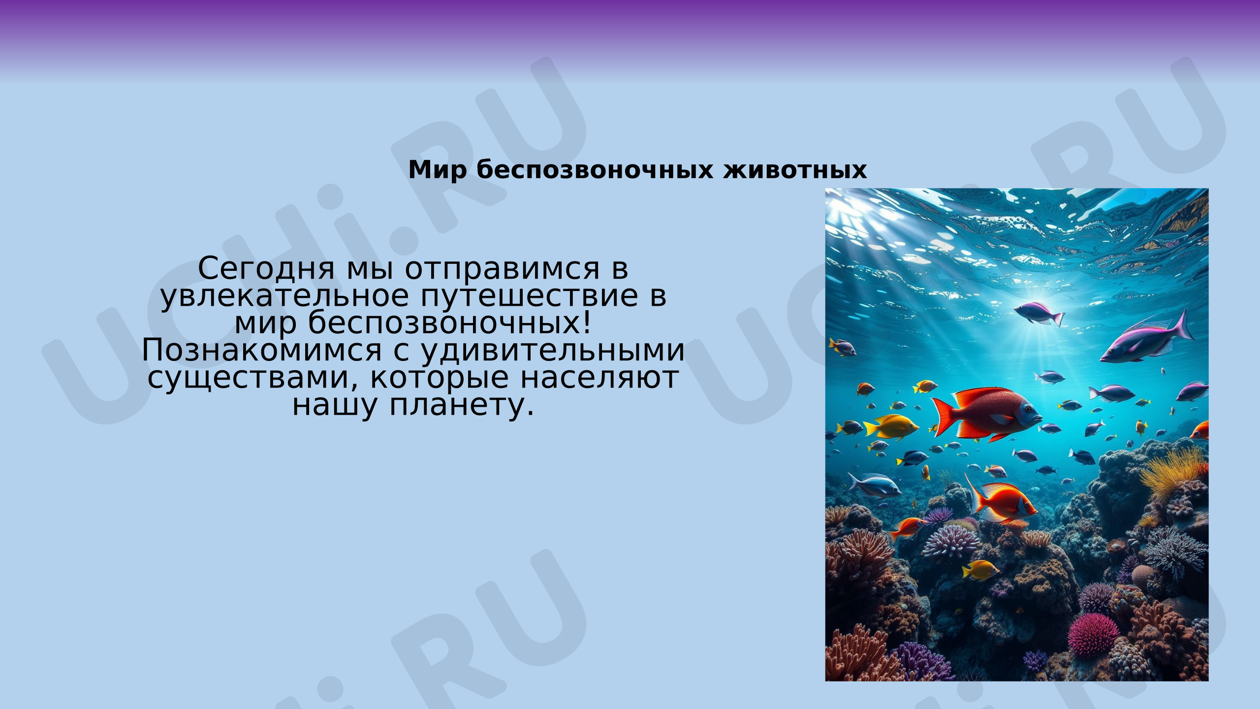 Предпросмотр материала Презентация. Беспозвоночные.