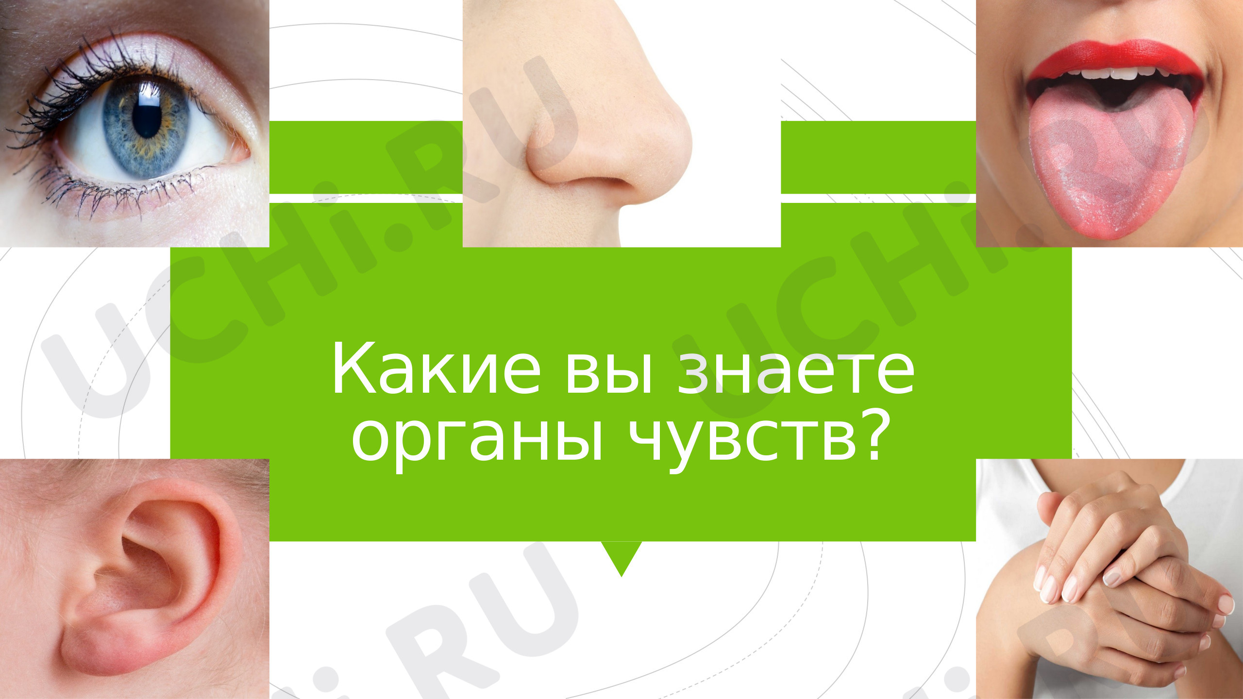 Предпросмотр материала Органы чувств (слух)